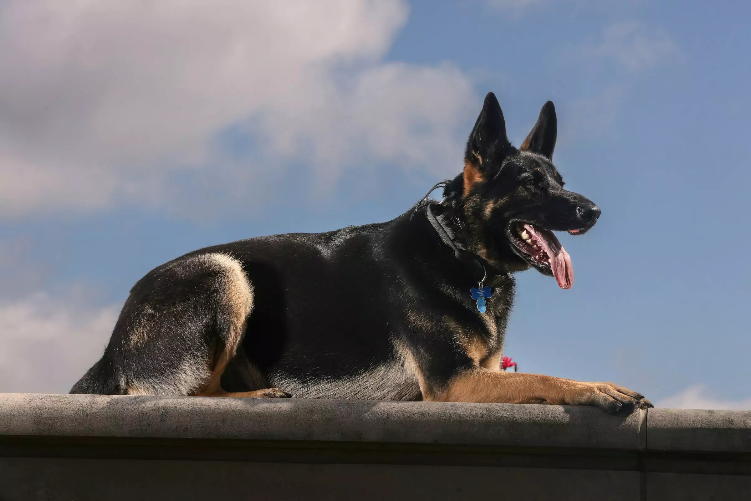 100 Words Dogs Understand Canine Culture