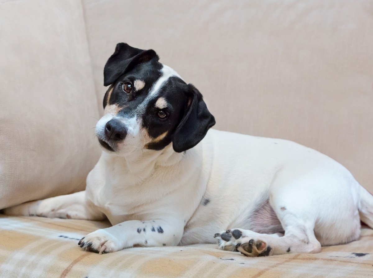 13 Things We Do That Confuse Our Dogs - Canine Culture