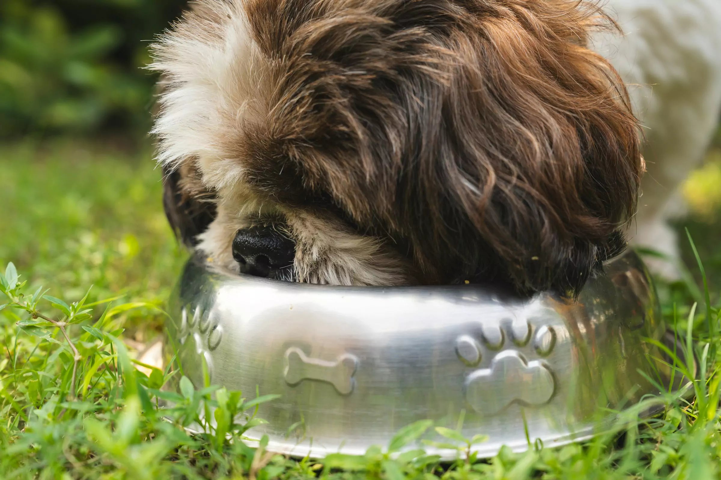 3 Myths About Raw Dog Food Debunked
