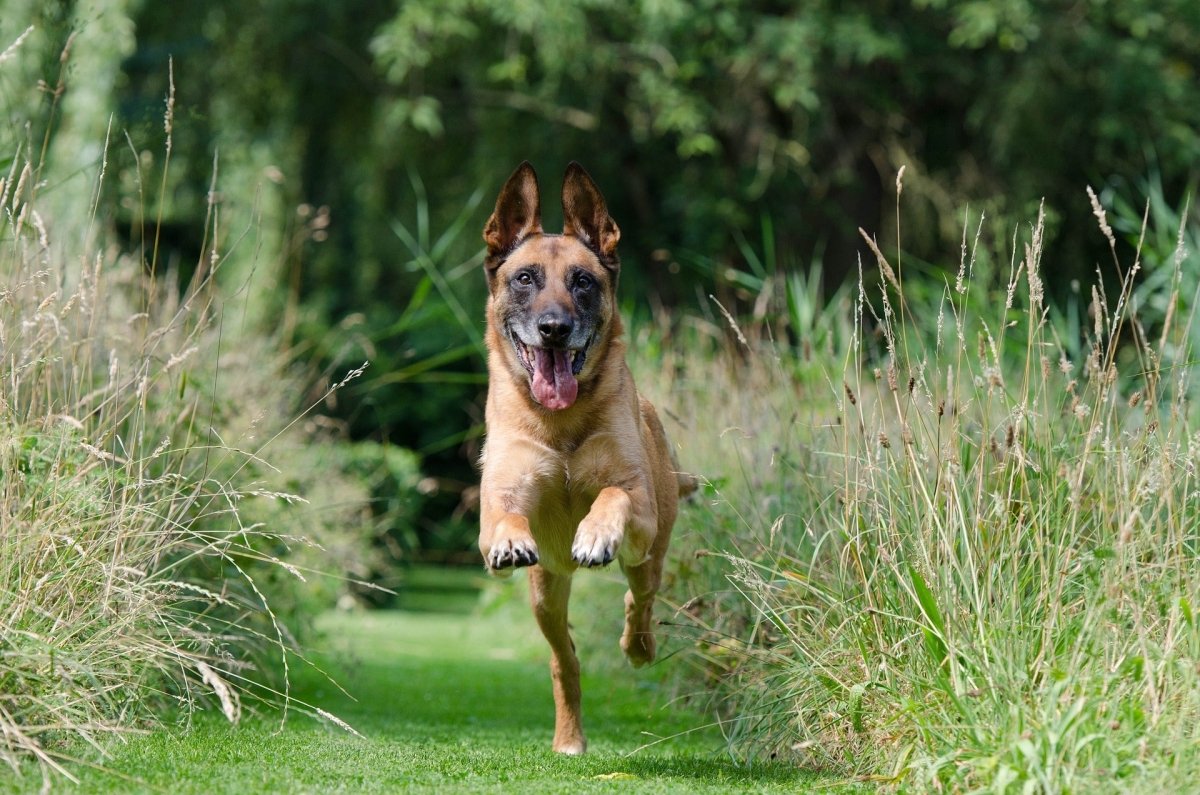 5 Essential Dog Recall Training Tips - Canine Culture