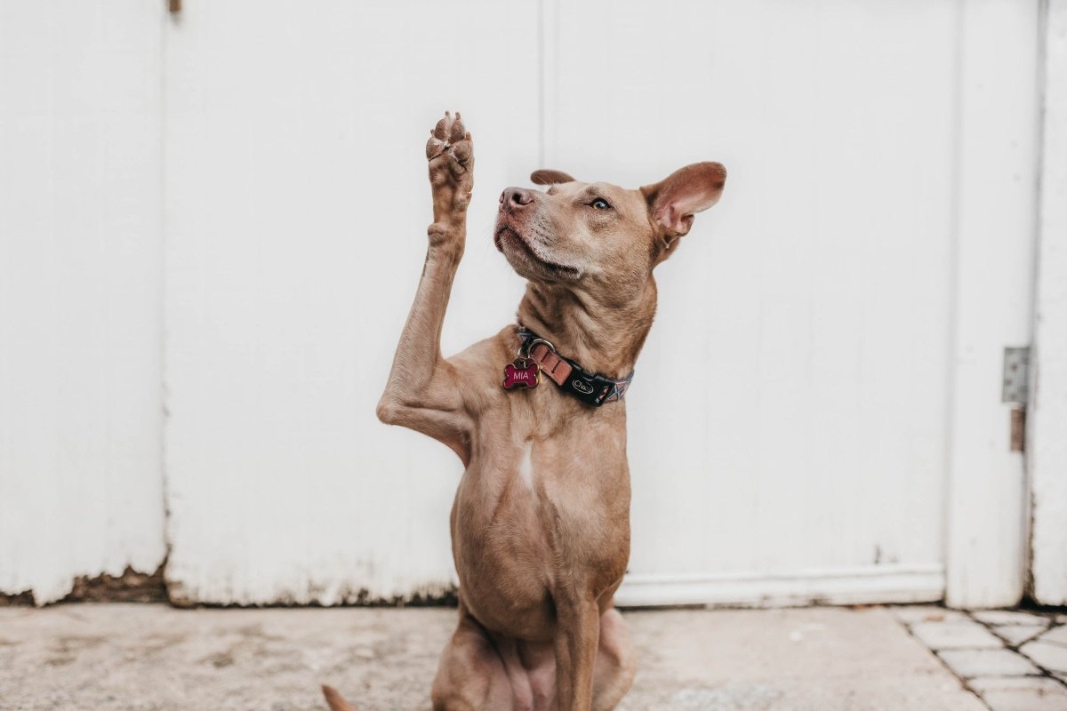 5 Proven Ways to Stop Your Dog From Begging For Food - Canine Culture