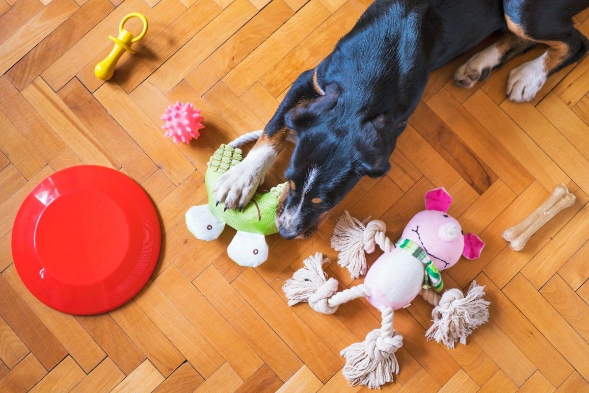 5 Top Tips for Busy Dog Owners - Canine Culture