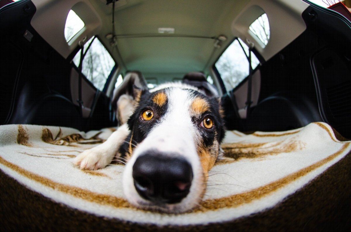 5 Ways To Keep Your Car Mud-Free - Canine Culture