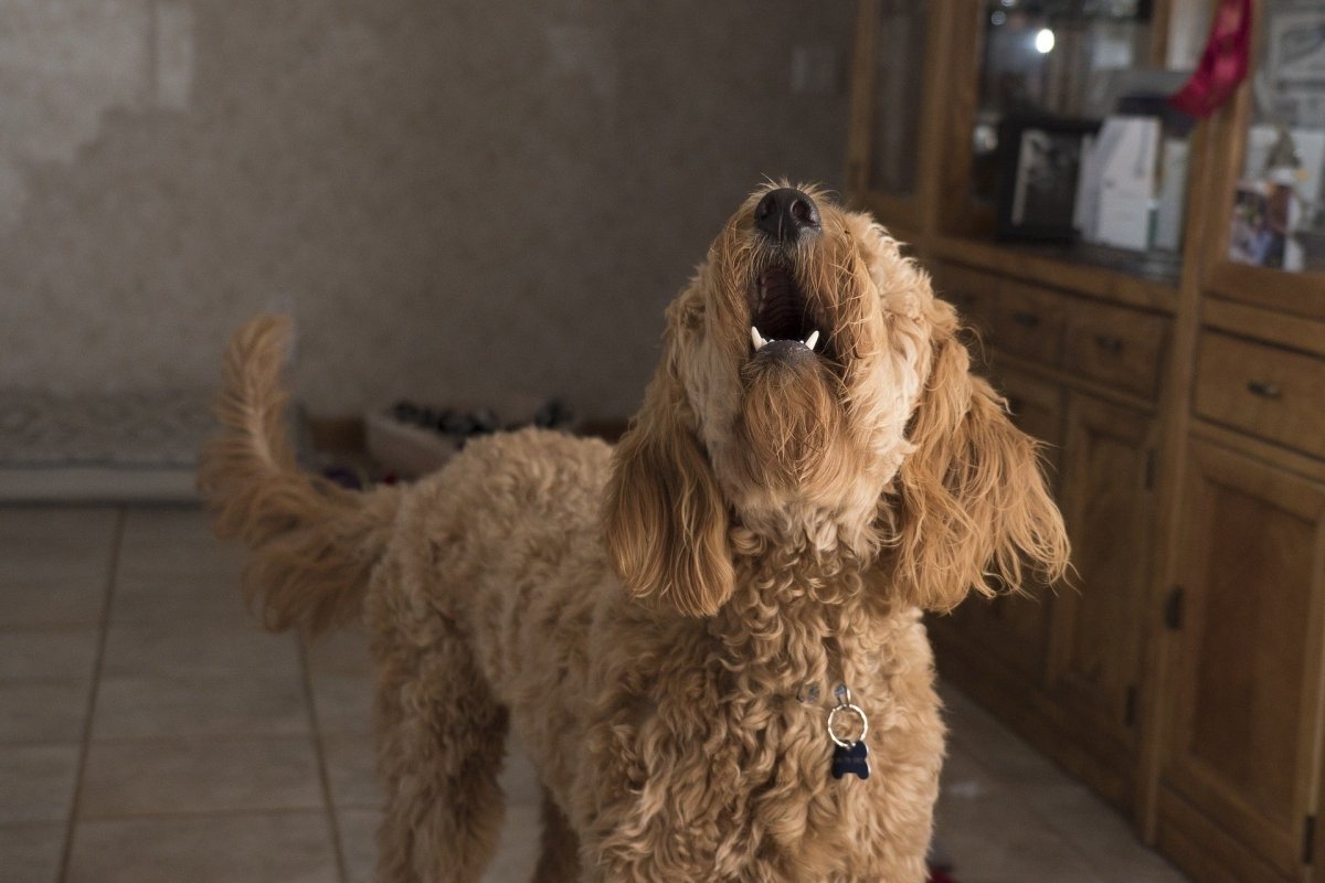 5 Ways to Stop Your Dog from Barking at the Door - Canine Culture