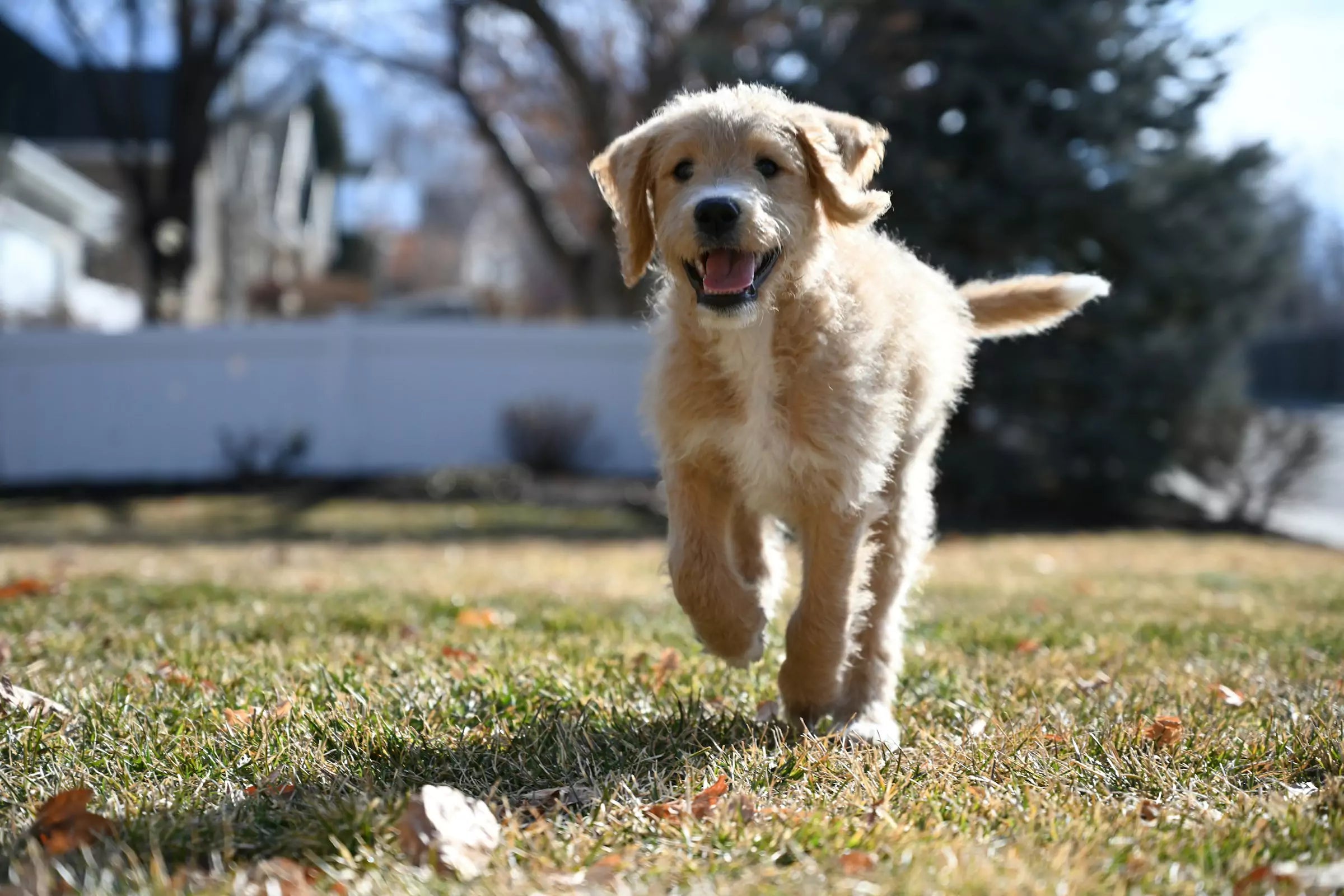 5 Benefits of Exercise for Dogs