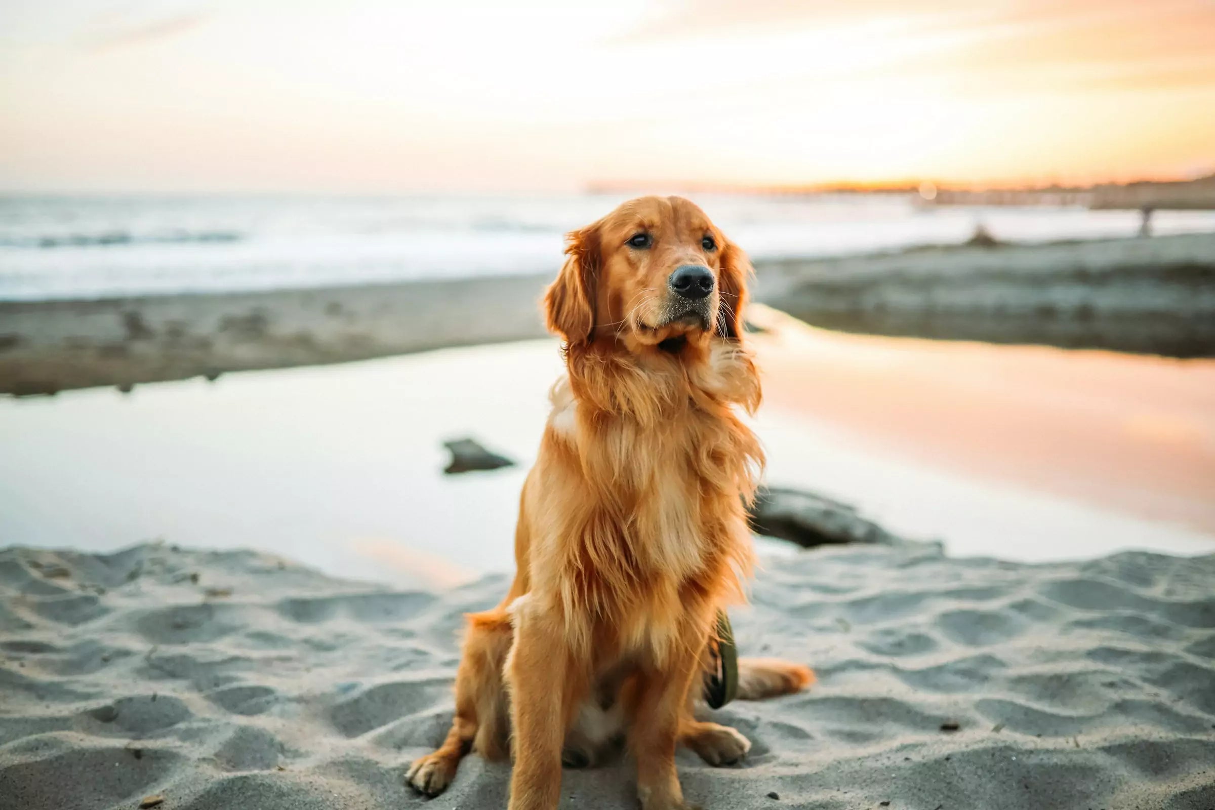 What Causes Cancer in Dogs?