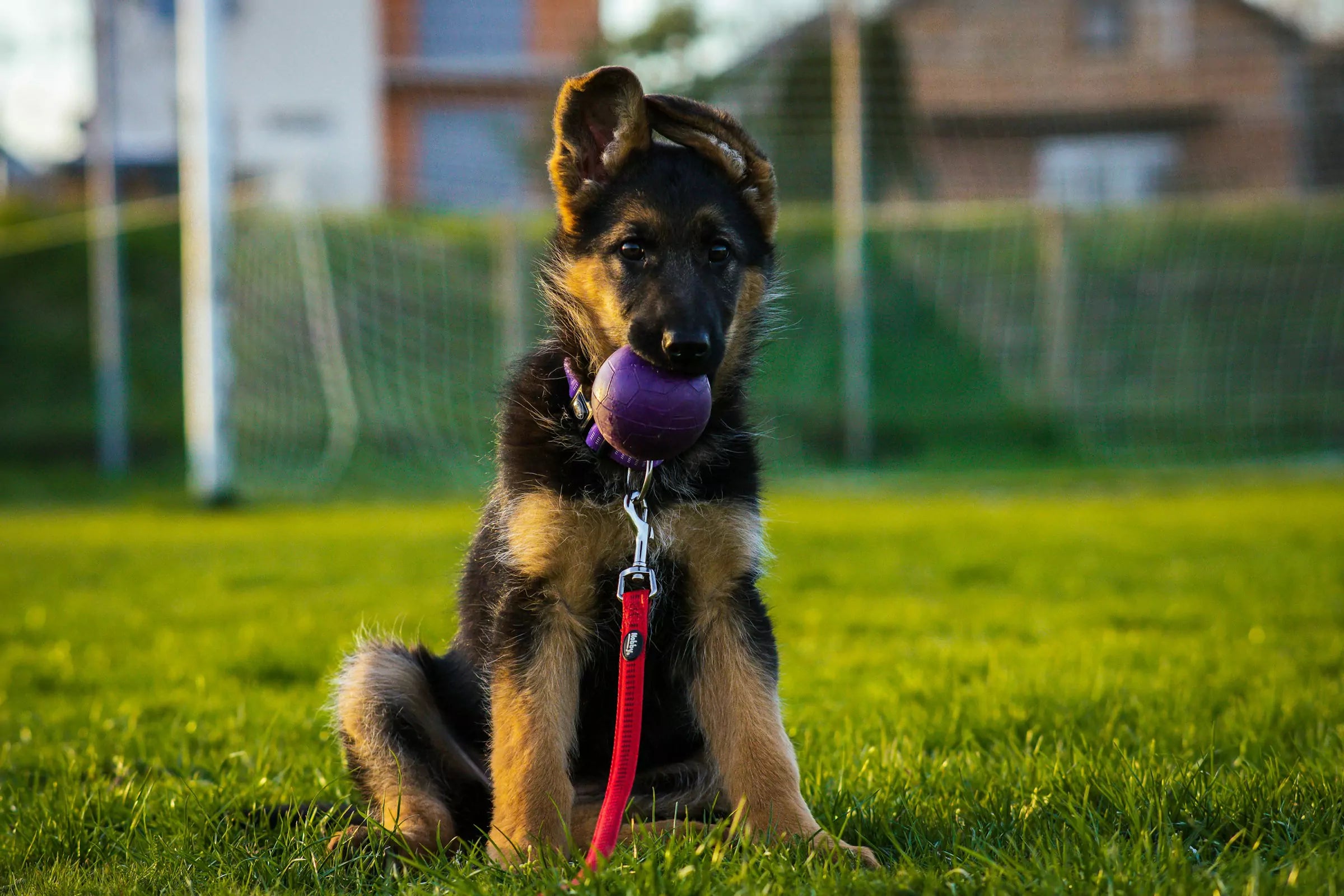What Is the Best Age to Train a Dog?