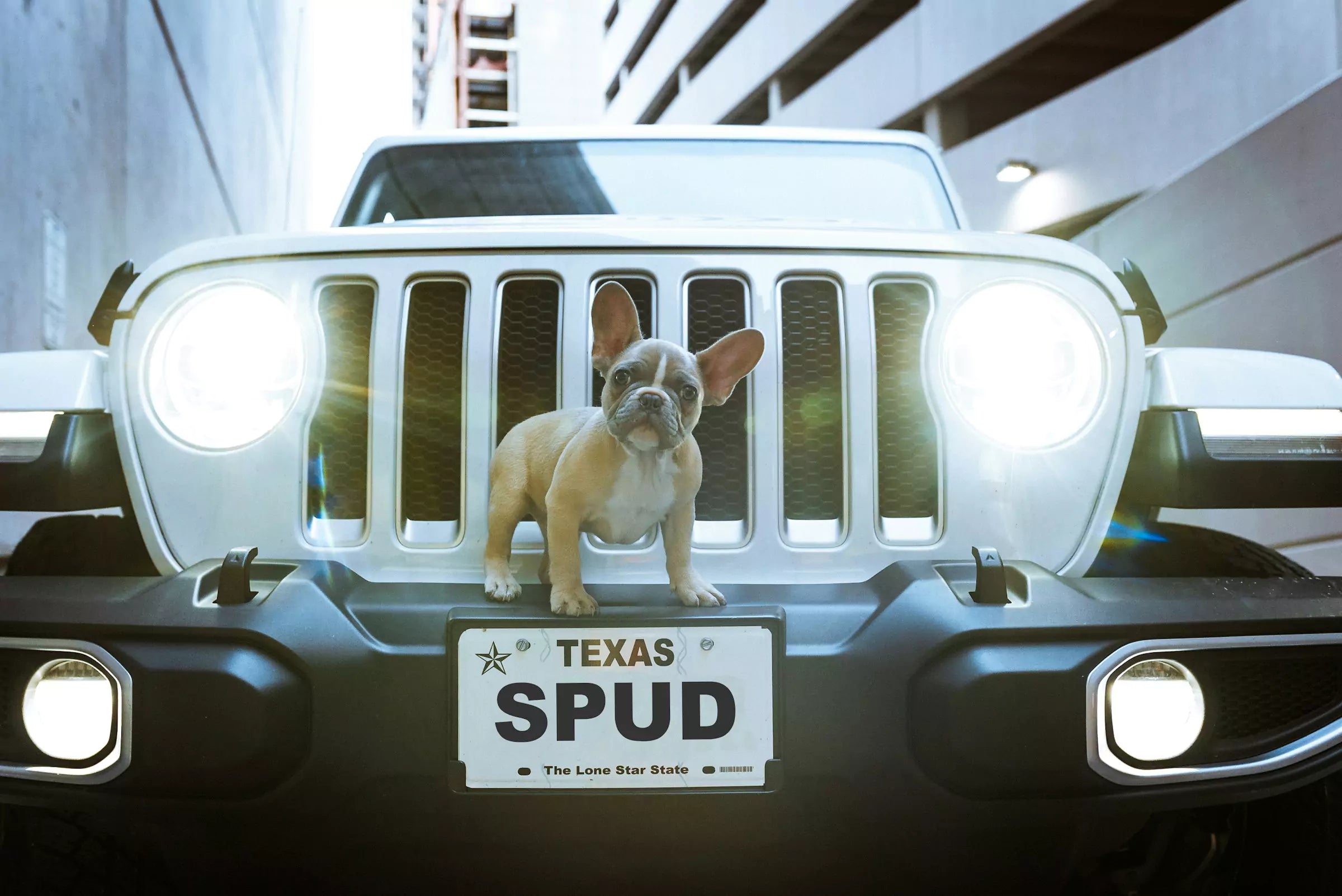 5 Tips for Easy, Stress-Free Car Rides with Your Dog Canine Culture