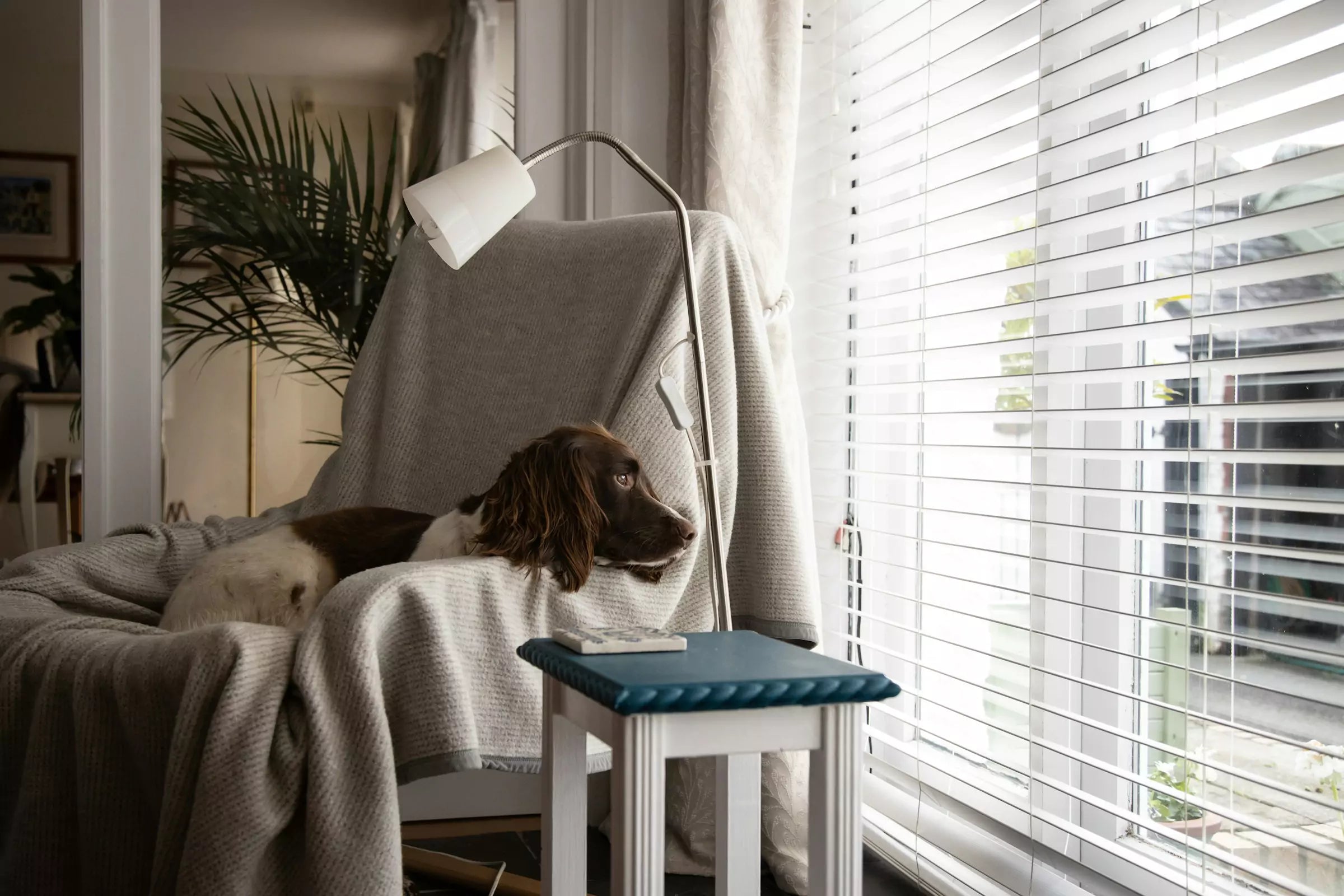5 Tips to Help Your Dog Cope When You're Away