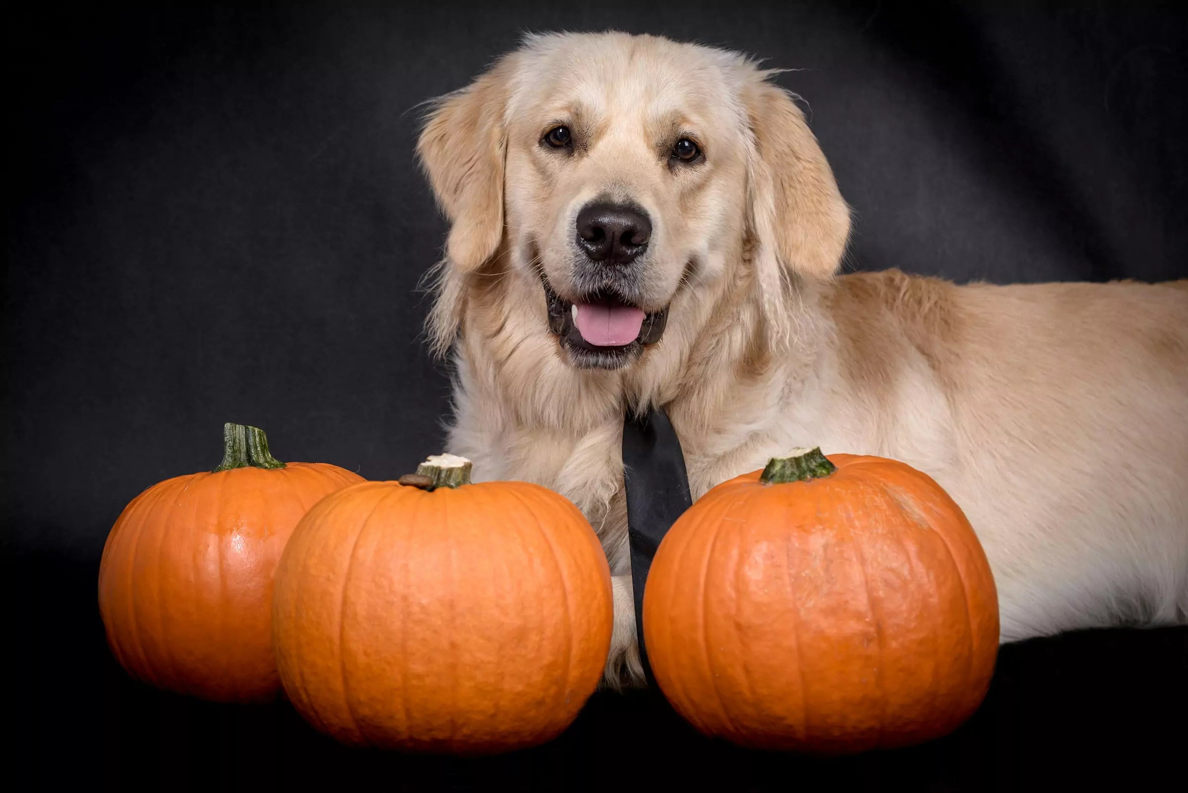 5 Top Tips for Dog Parents This Halloween Canine Culture
