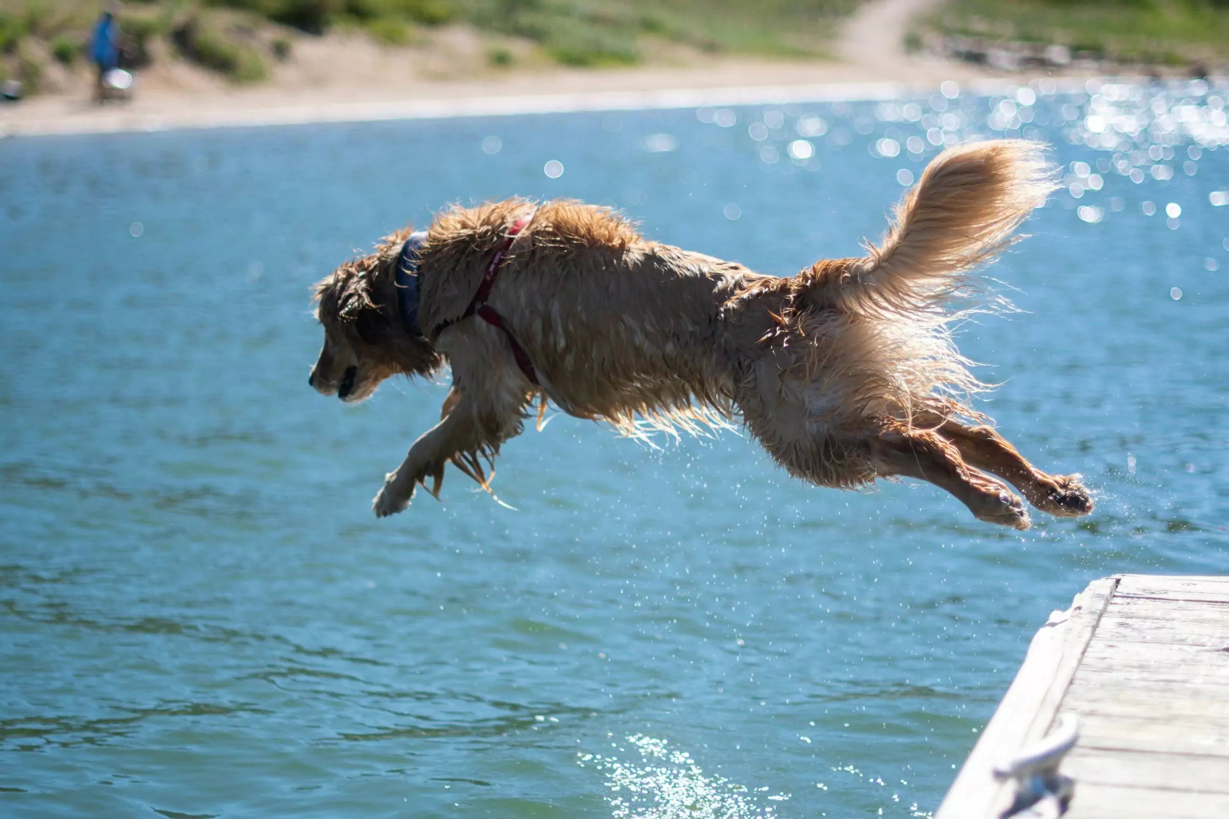 5 Ways to Keep Your Dog Cool in Summer