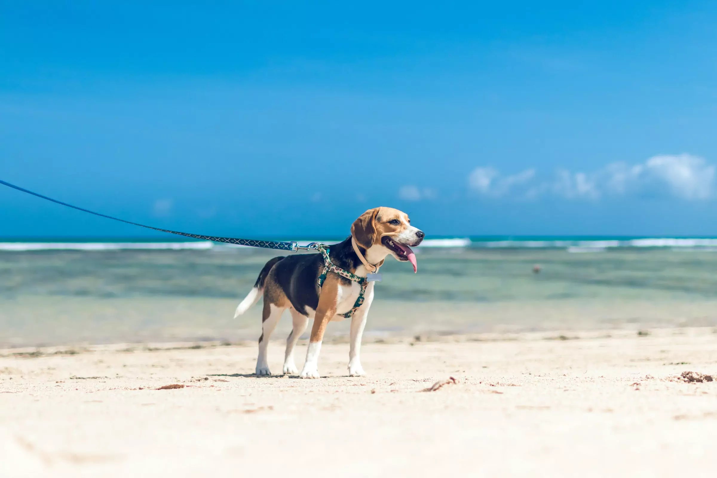 How to Keep Your Dog Safe During Summer Heatwaves