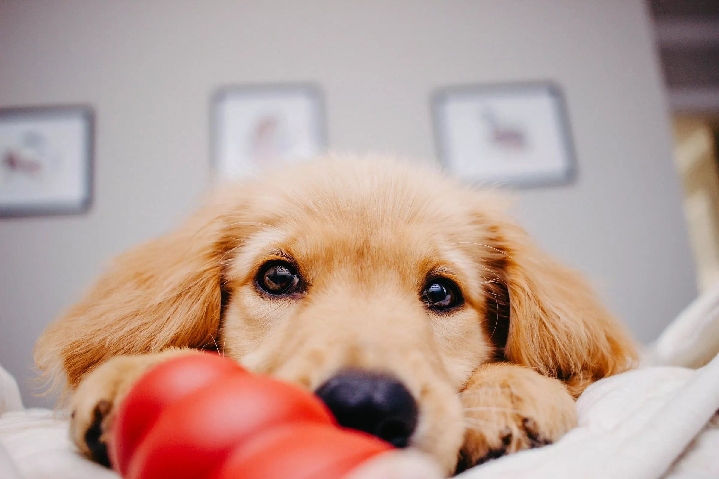 Do Dogs Get Embarrassed? (What Experts Say)