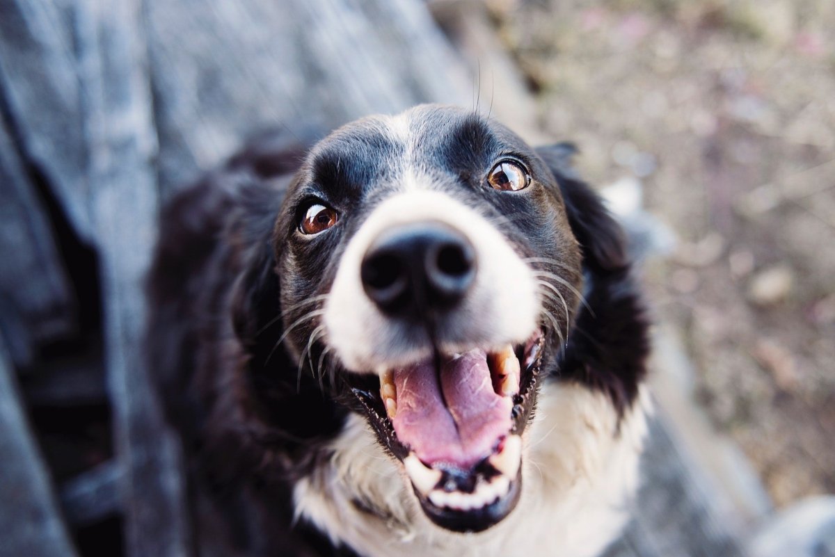7 Quick & Easy Tips for a Happy Dog - Canine Culture