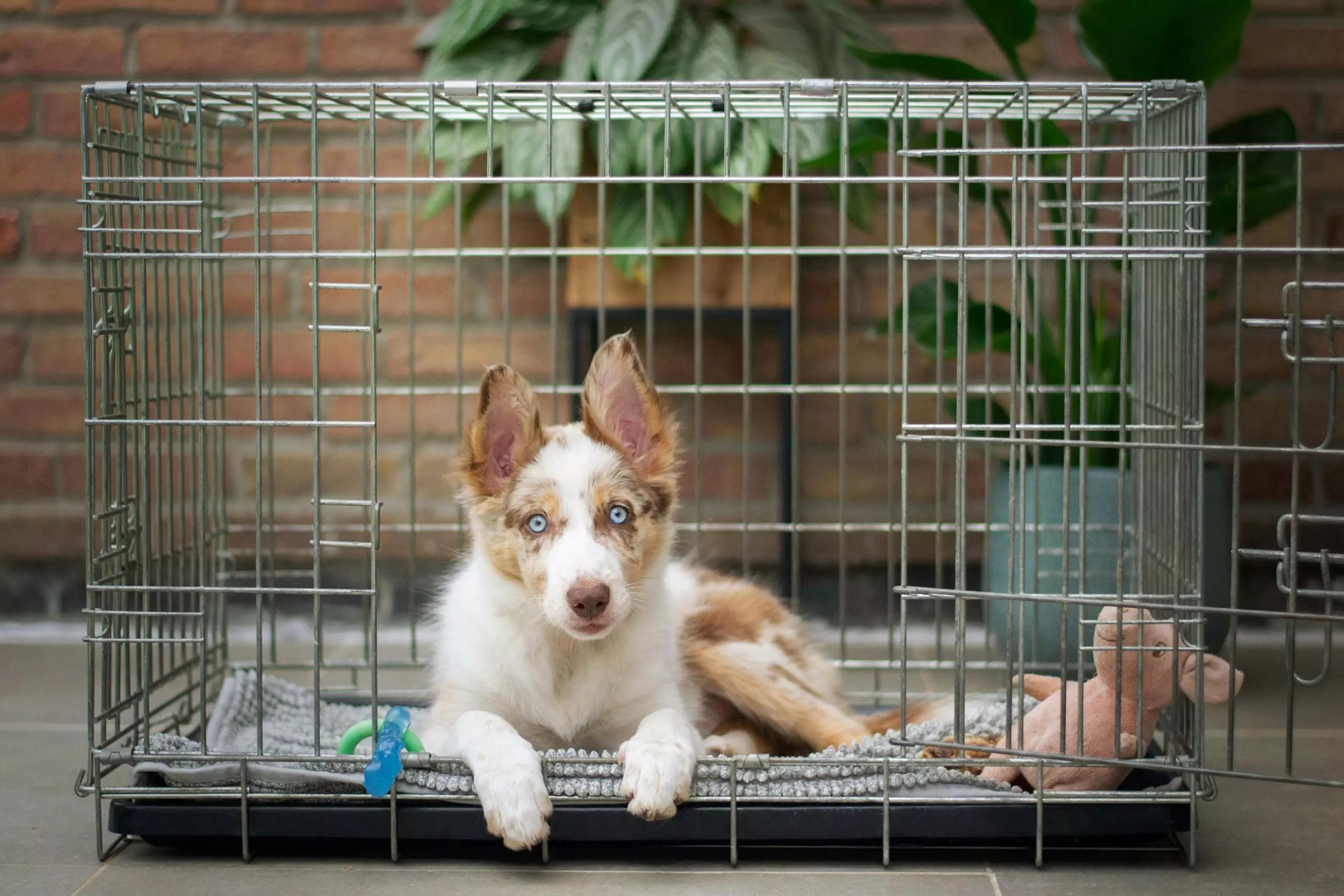 A Step-by-Step Guide to Crate Training Canine Culture