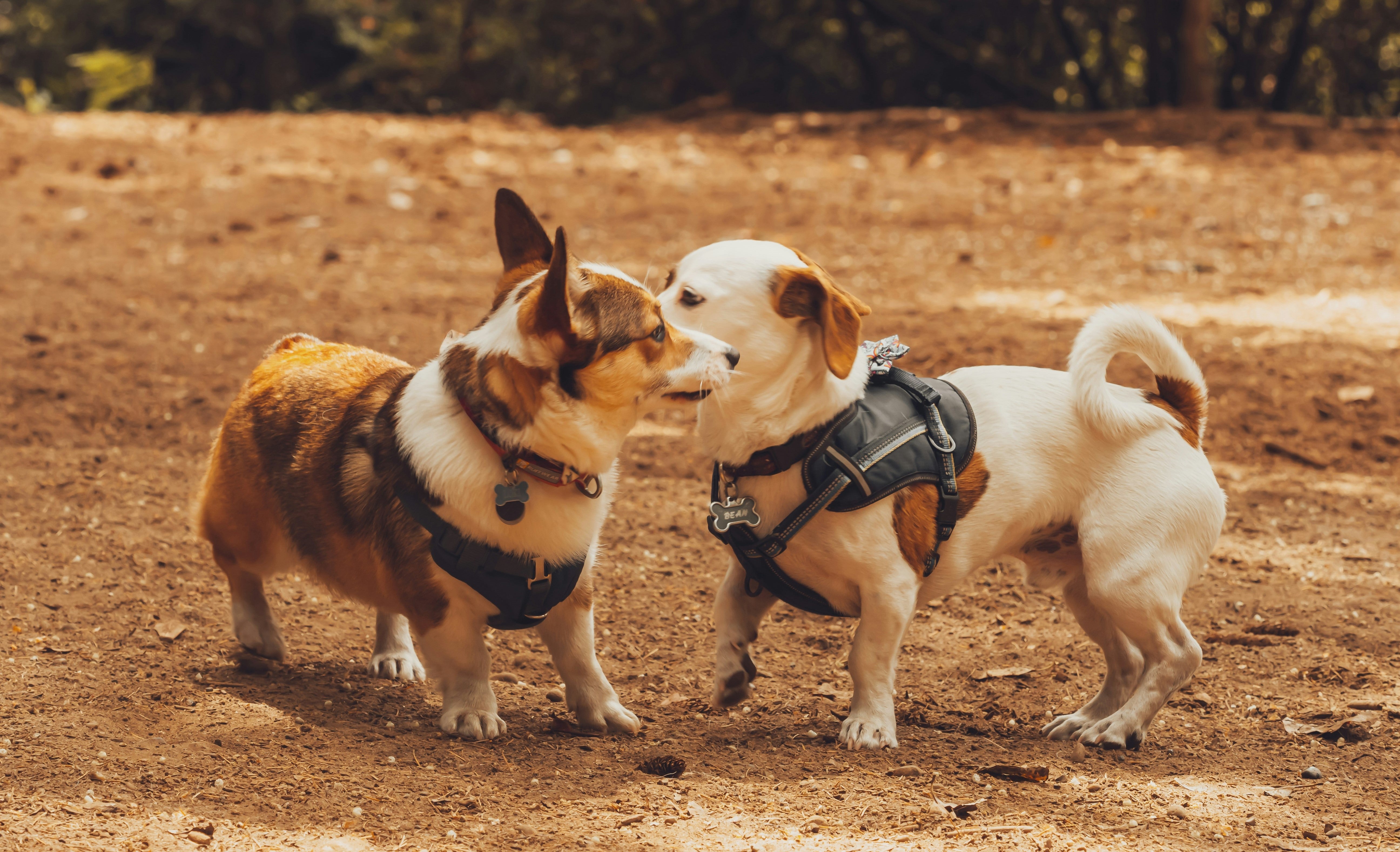 Are Dog Parks Good For Dogs