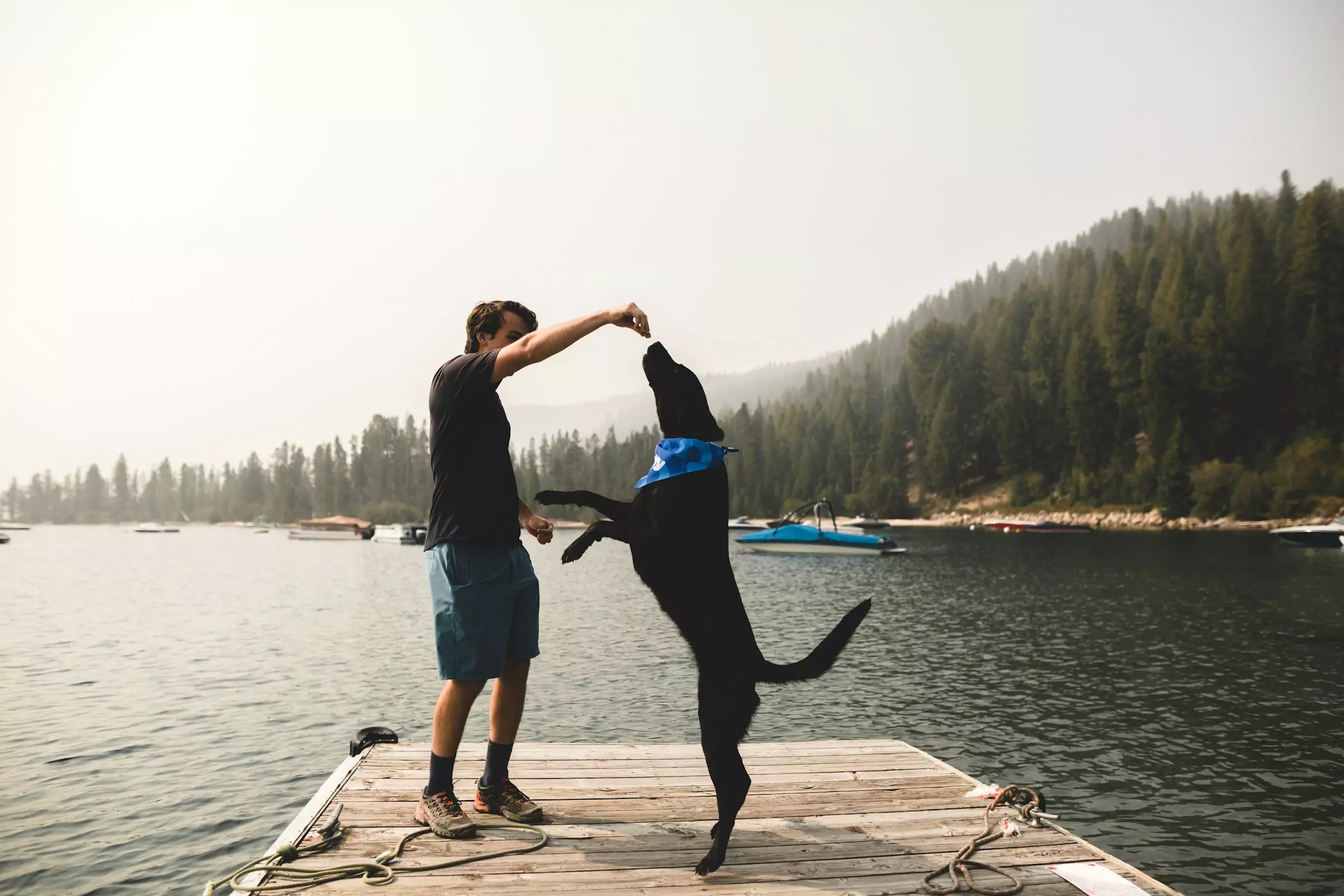 Are Dog Treats Bad for Dogs Canine Culture