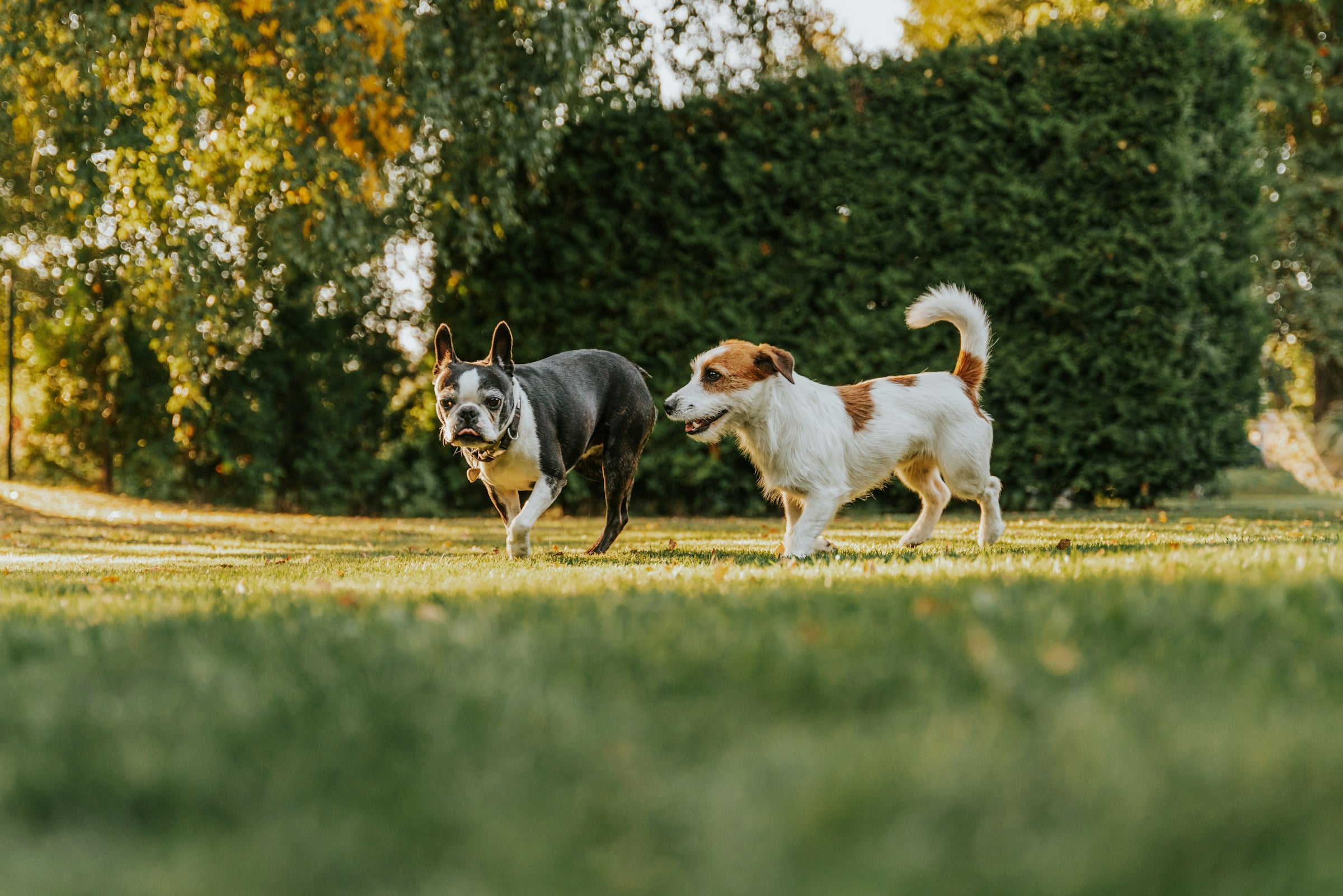 Dog Breeds That Are Great for First-Time Parents