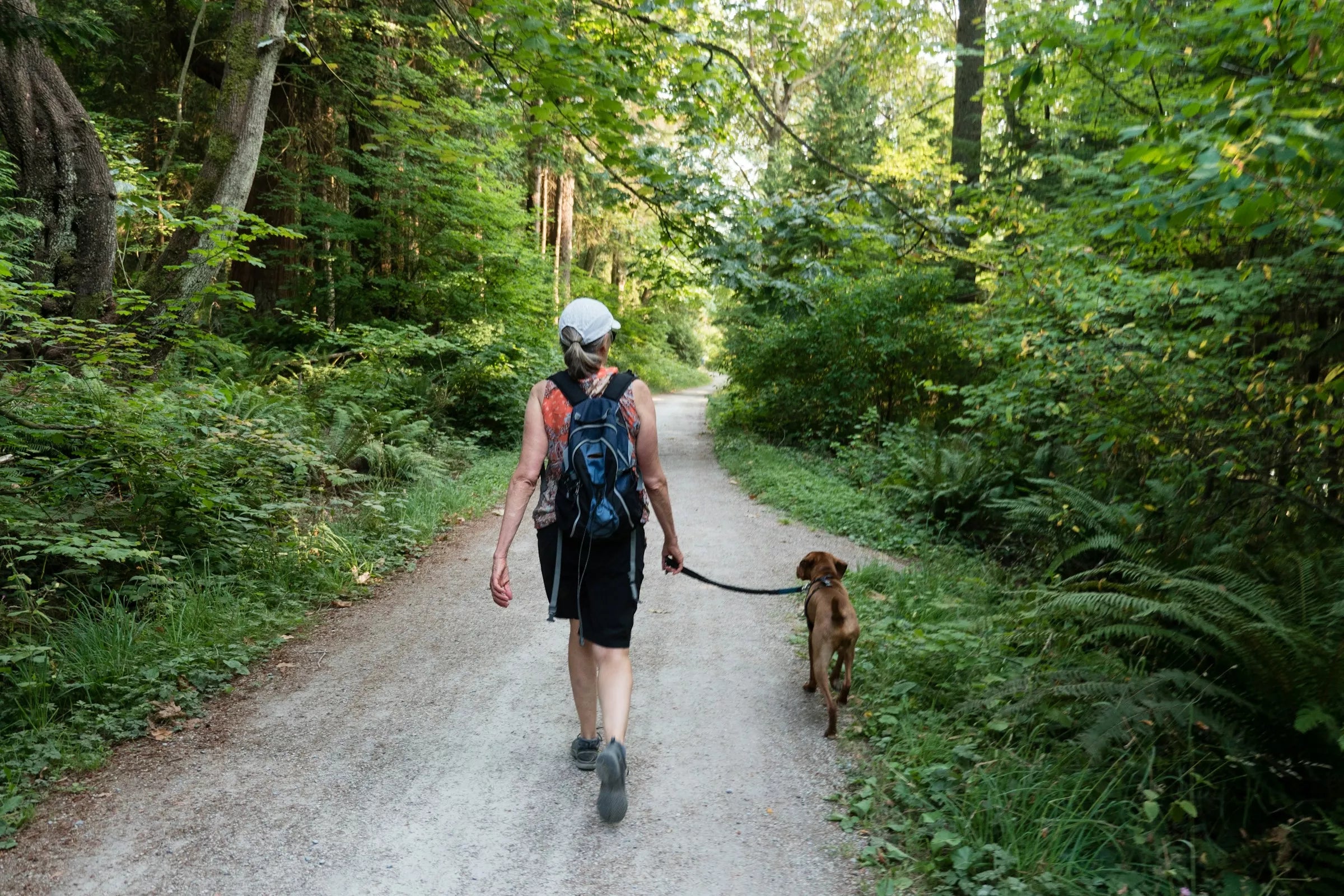 Dog Harness vs Collar for Small Dogs: Which Is Better?