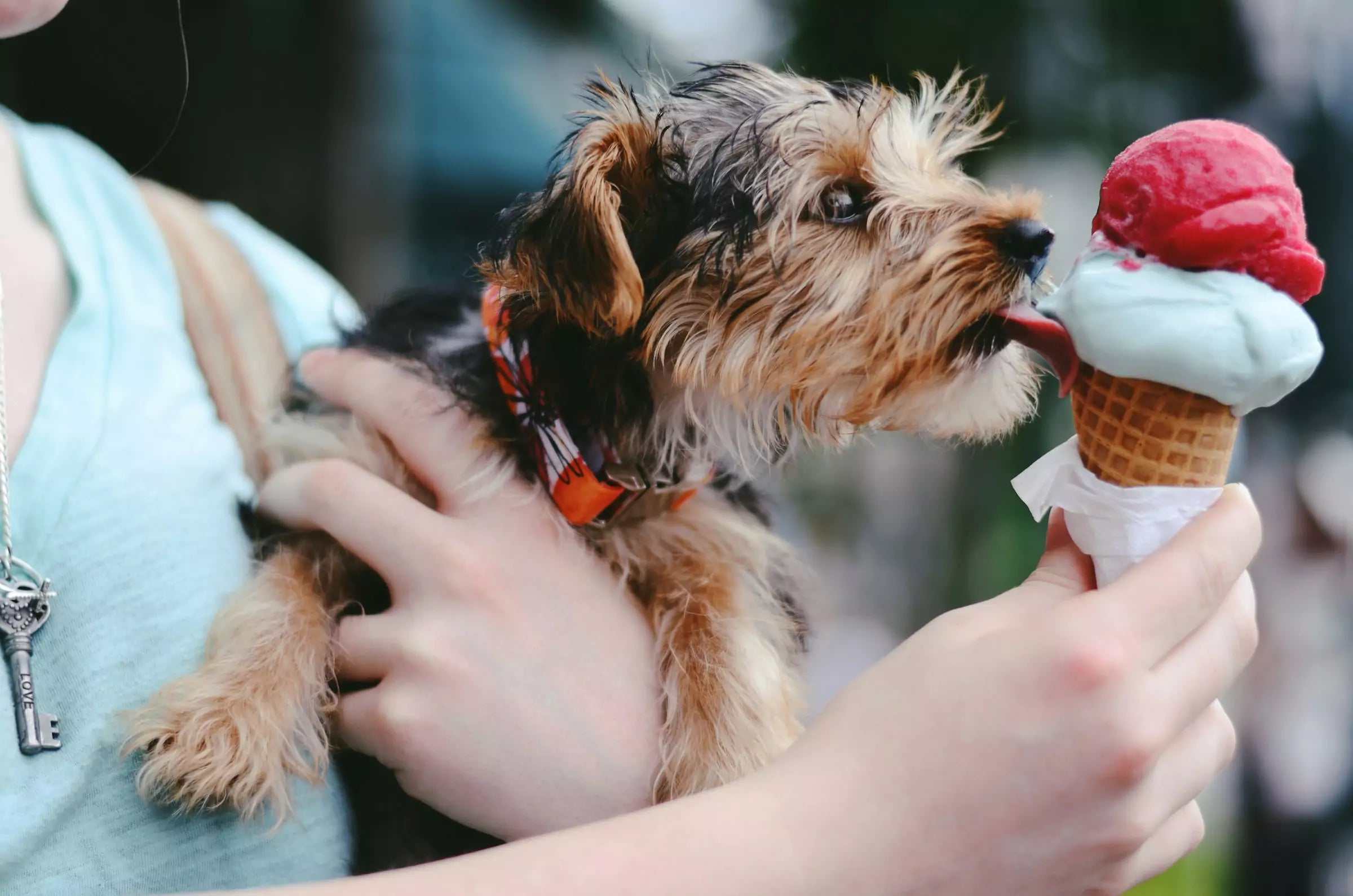 Can Dogs Eat Dairy Canine Culture