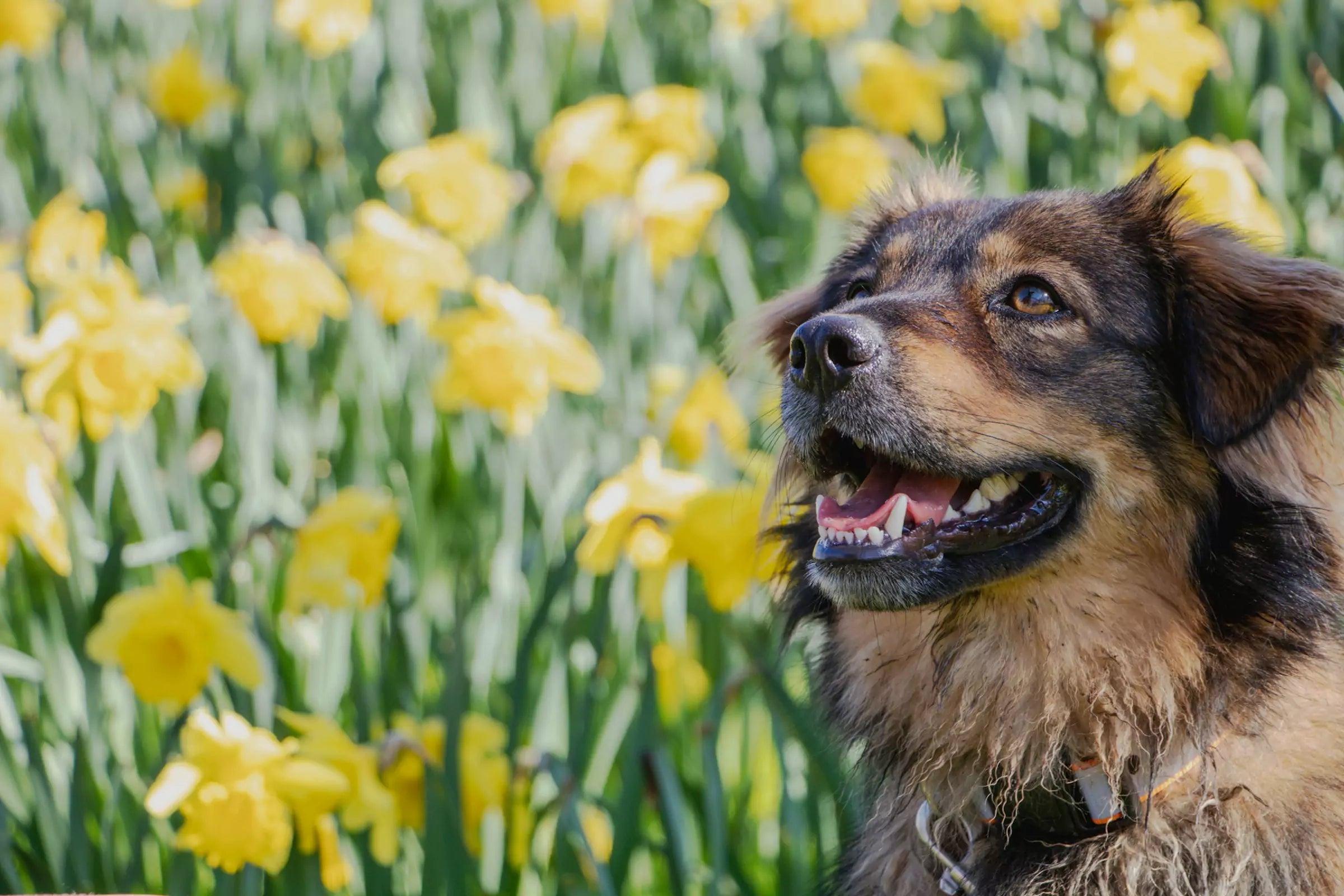 Can Dogs Get Seasonal Allergies Canine Culture