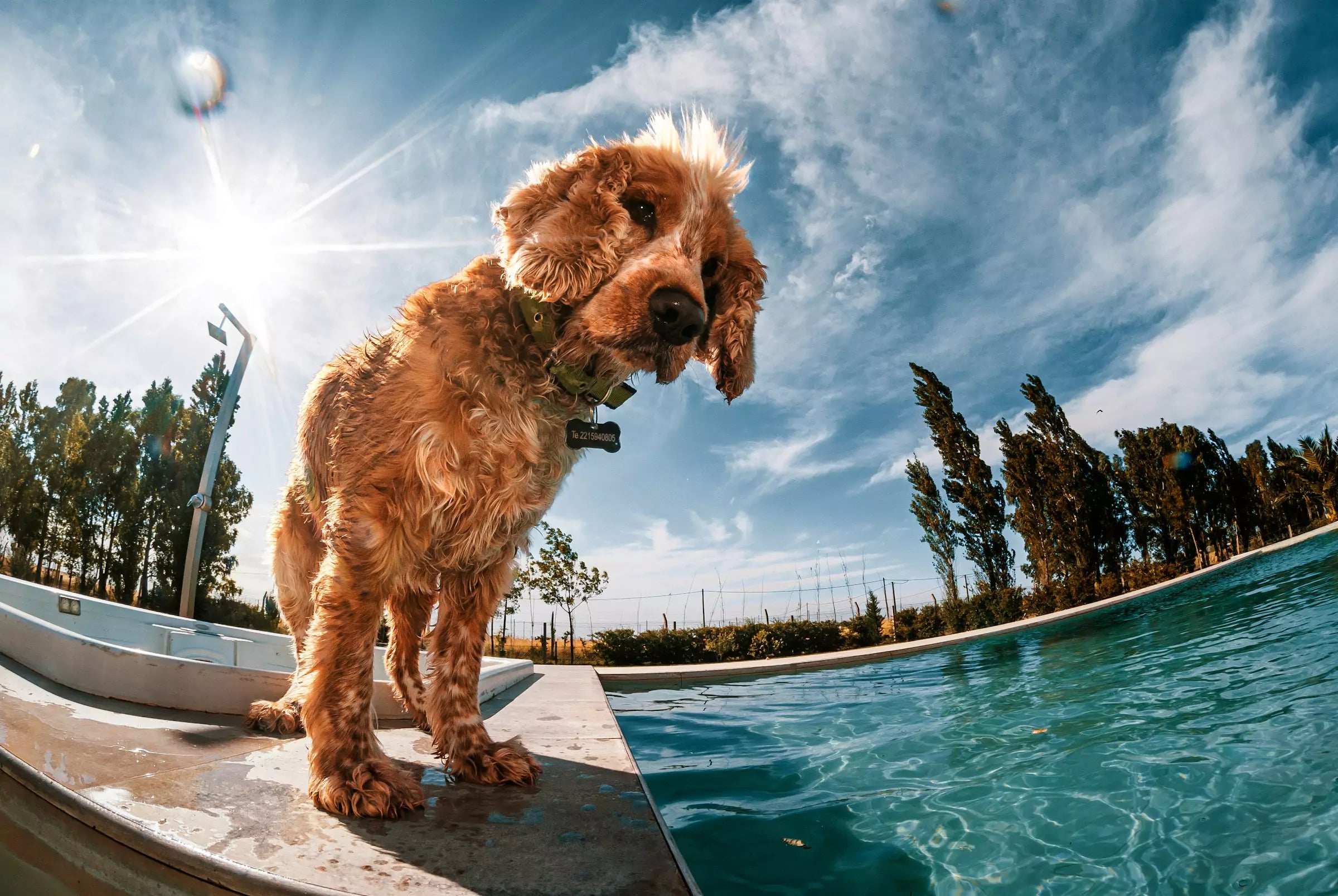 Can Dogs Get Sunburn Canine Culture