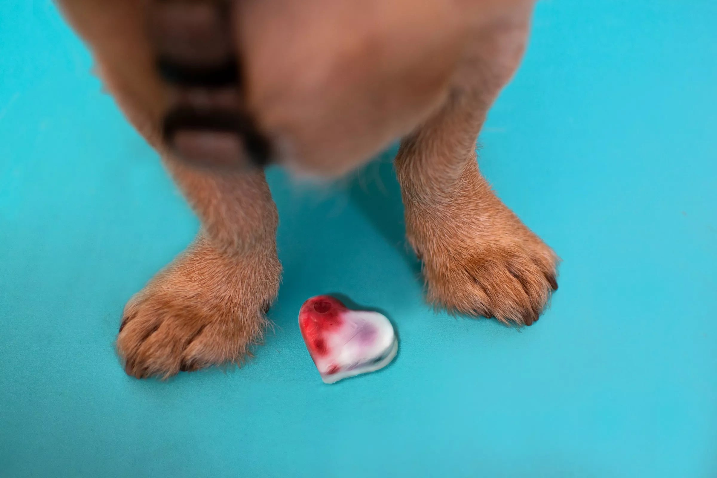 Can Dogs Give Blood?