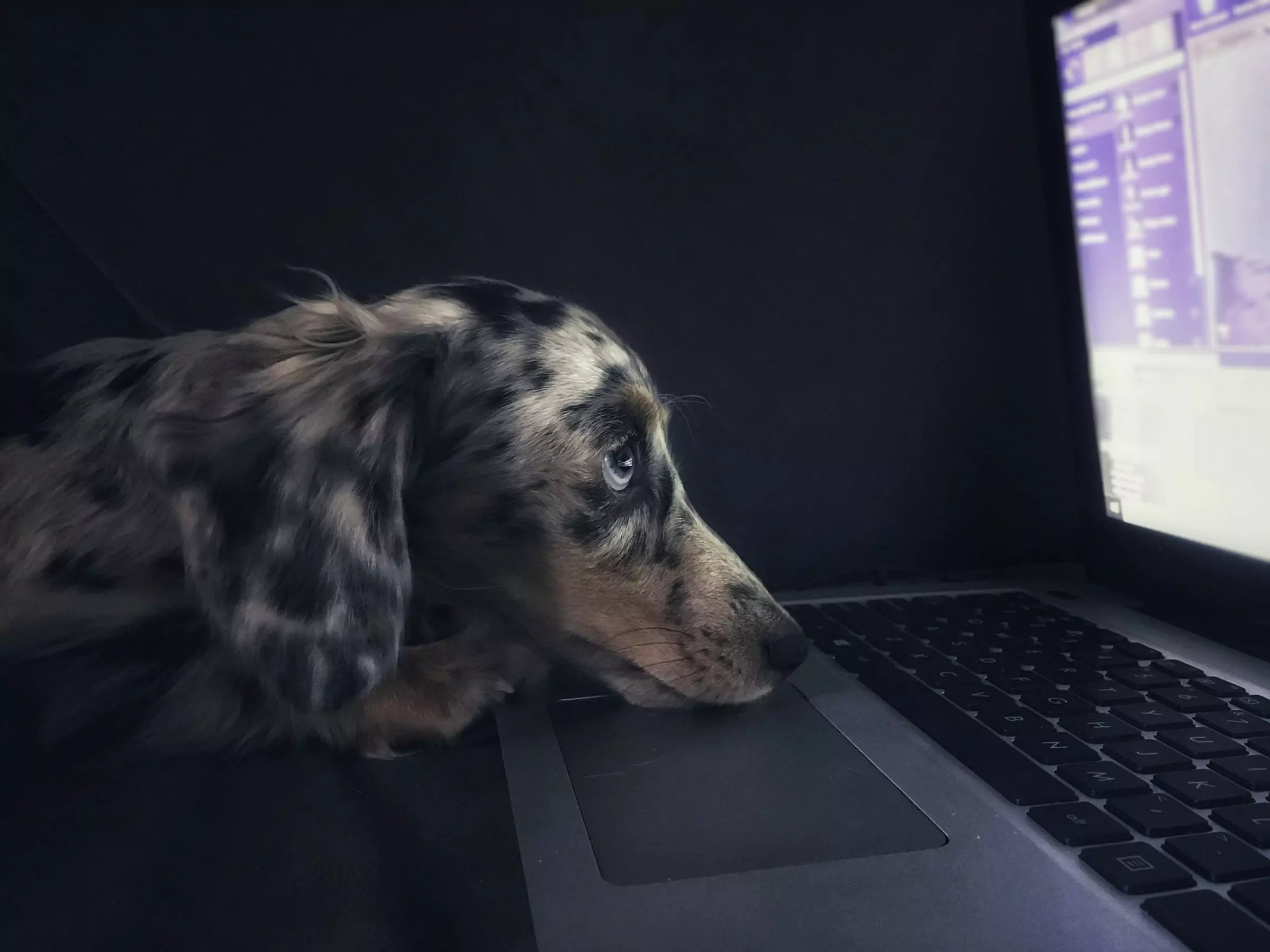 Can Dogs See the TV Canine Culture
