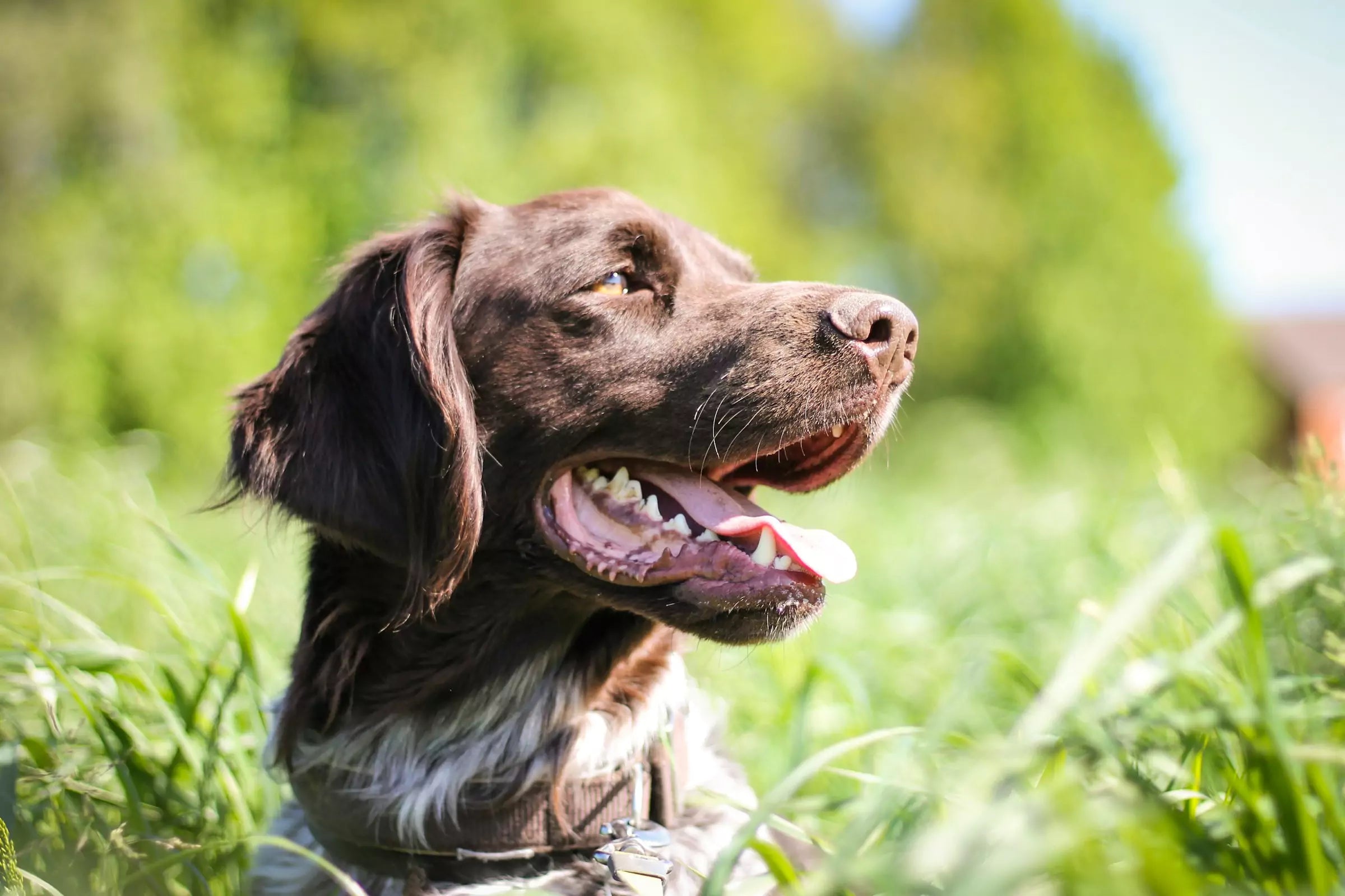 Can Dogs Without Shots Go Outside