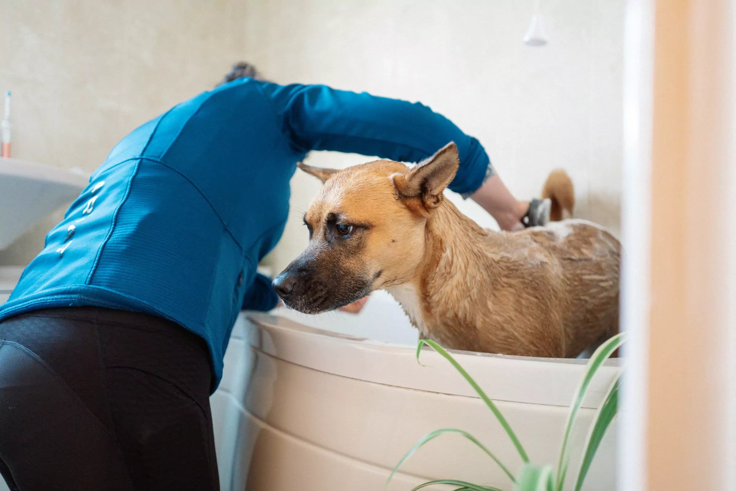 Can I Use Human Shampoo On My Dog Canine Culture