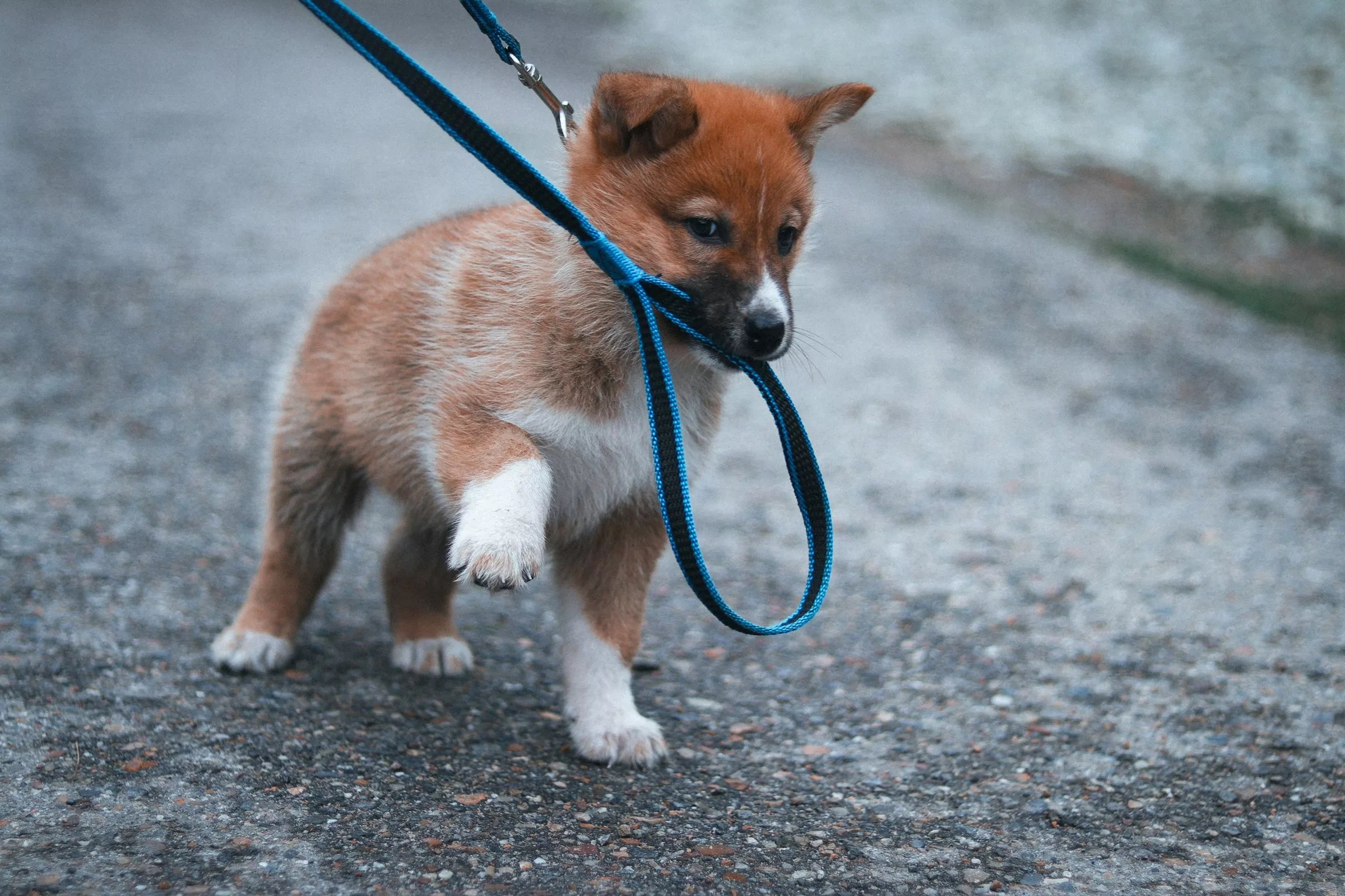 Can Pulling Damage a Dog’s Shoulders? (And How to Prevent It)