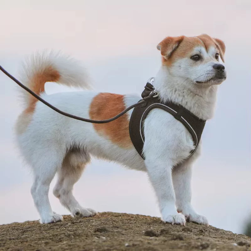 What Is a Step-In Dog Harness?
