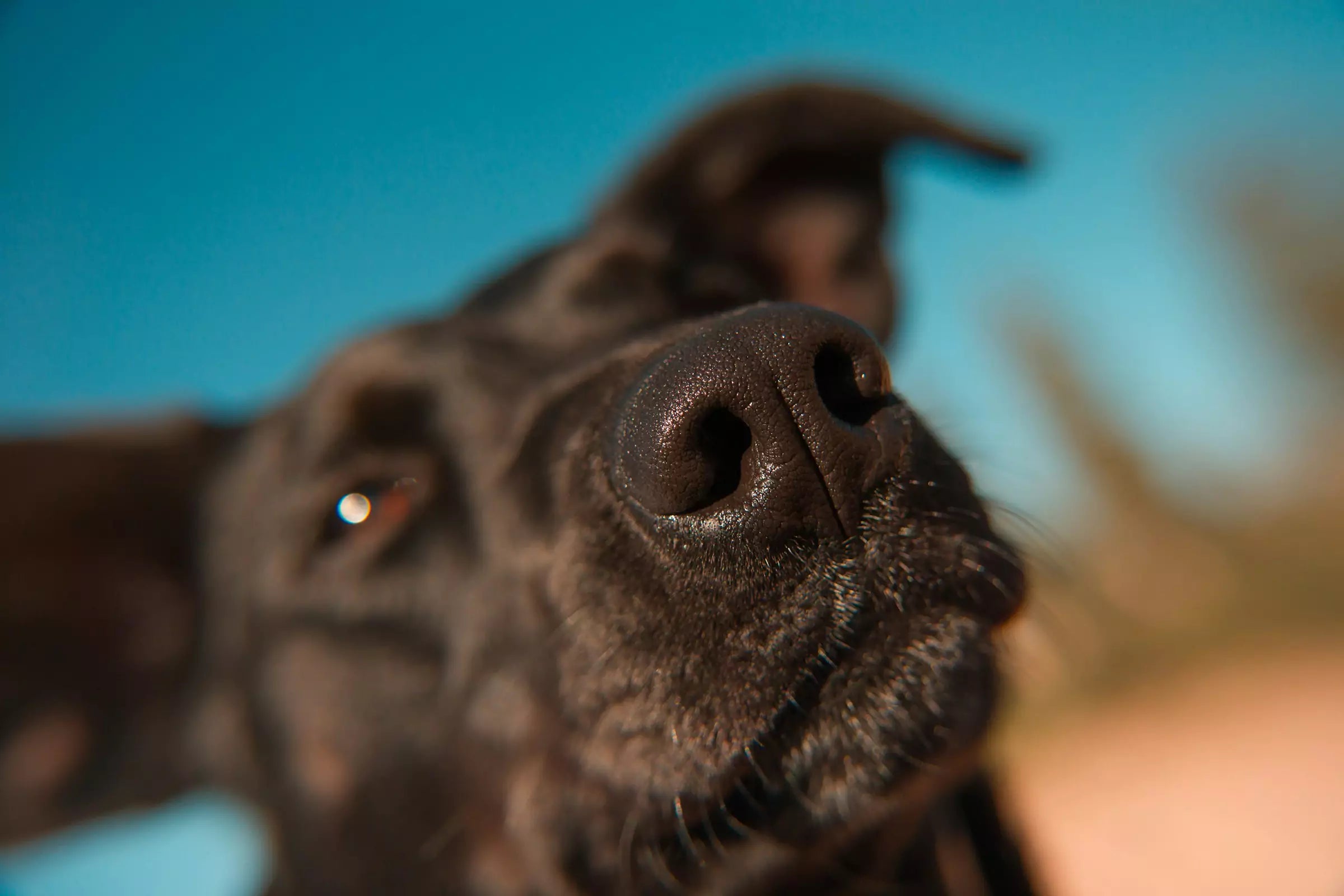 Did You Know That Dogs Can Be Trained to Detect Illness?