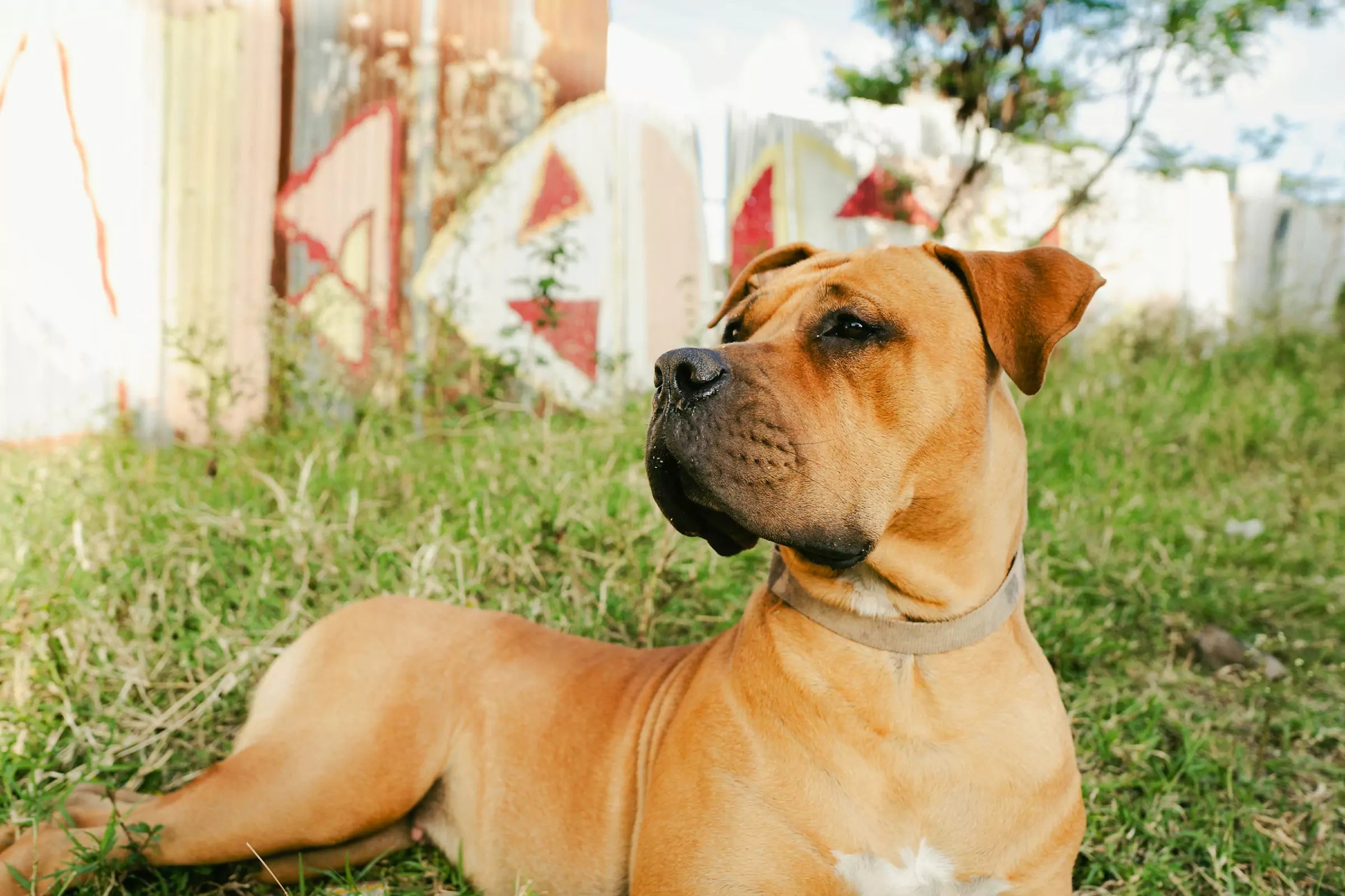 How Dogs Detect Illness in Humans