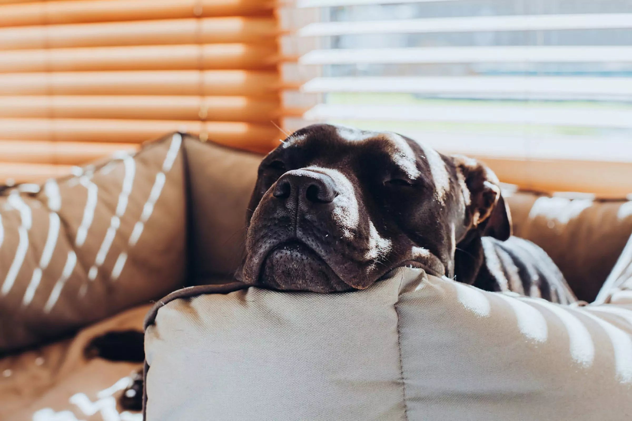Dog Breeds That Can Be Left Alone