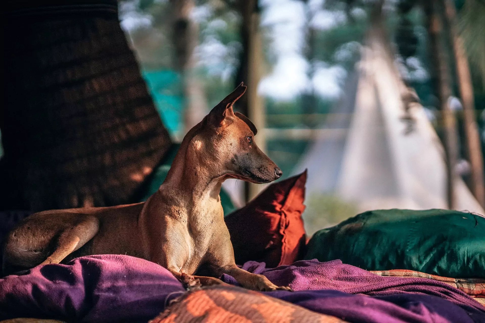 5 Ways to Help Your Dog Adjust to a New Home