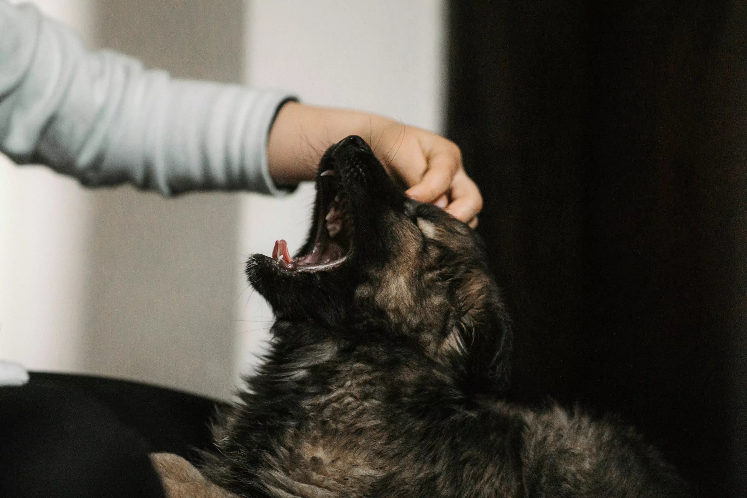 How Do I Stop My Puppy Biting Me Canine Culture