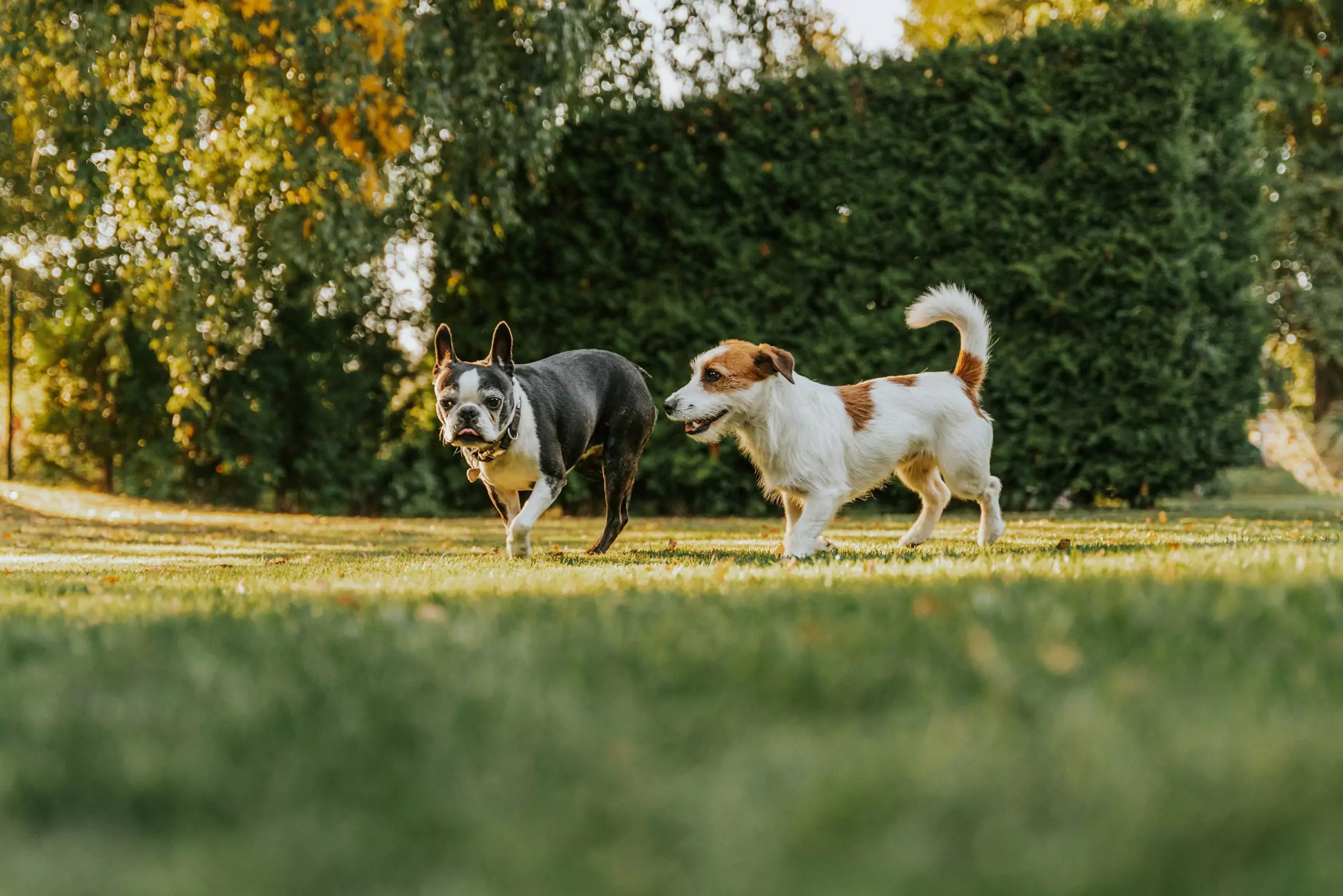 How Dog Breeds Have Changed Canine Culture