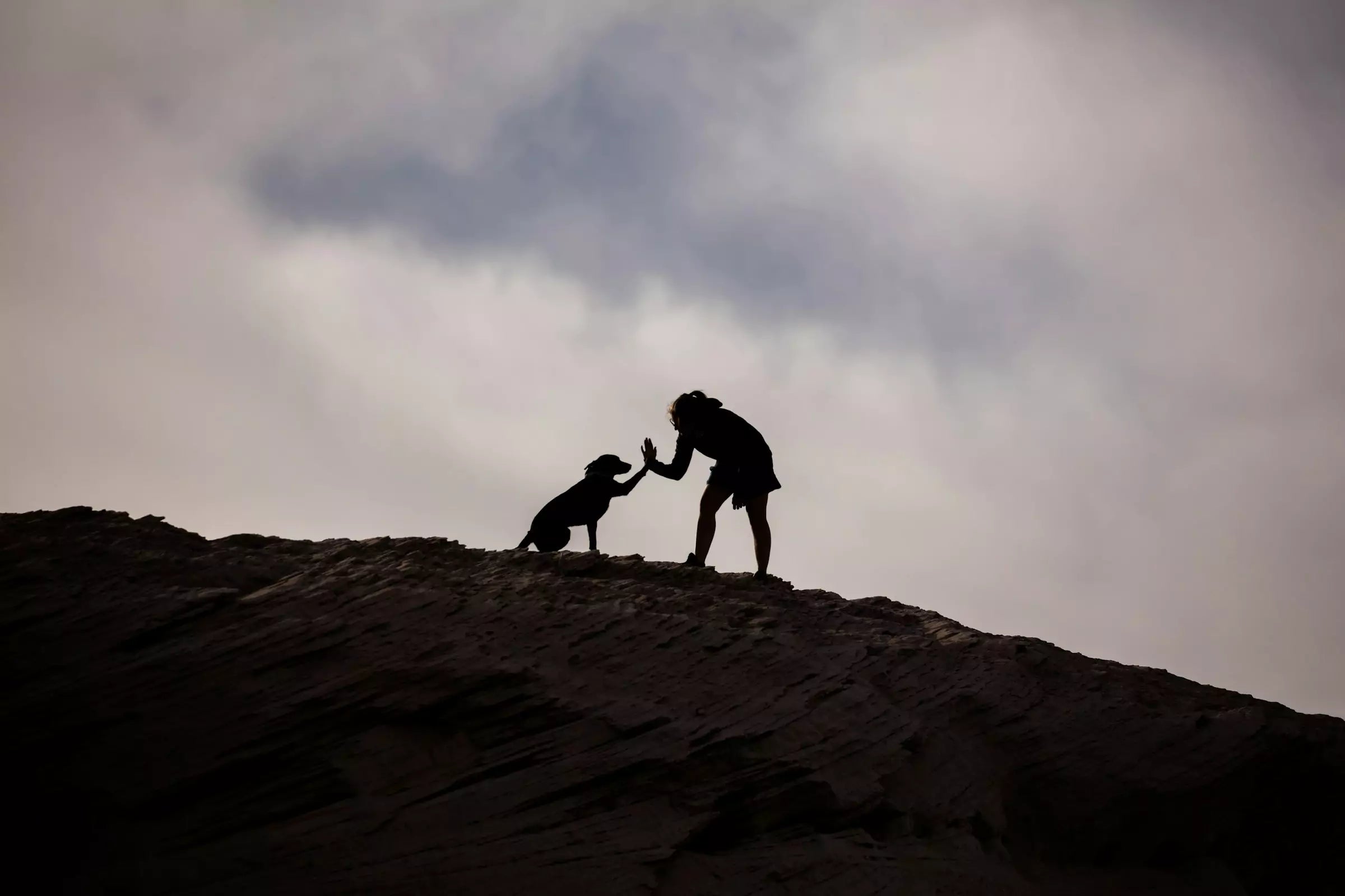 Can I Increase My Dog's Intelligence?