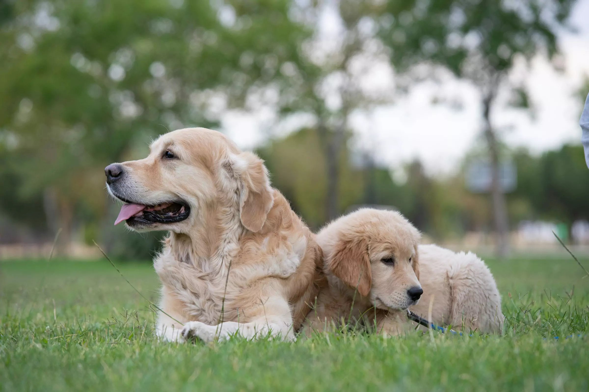 How Long Do Dogs Live Canine Culture