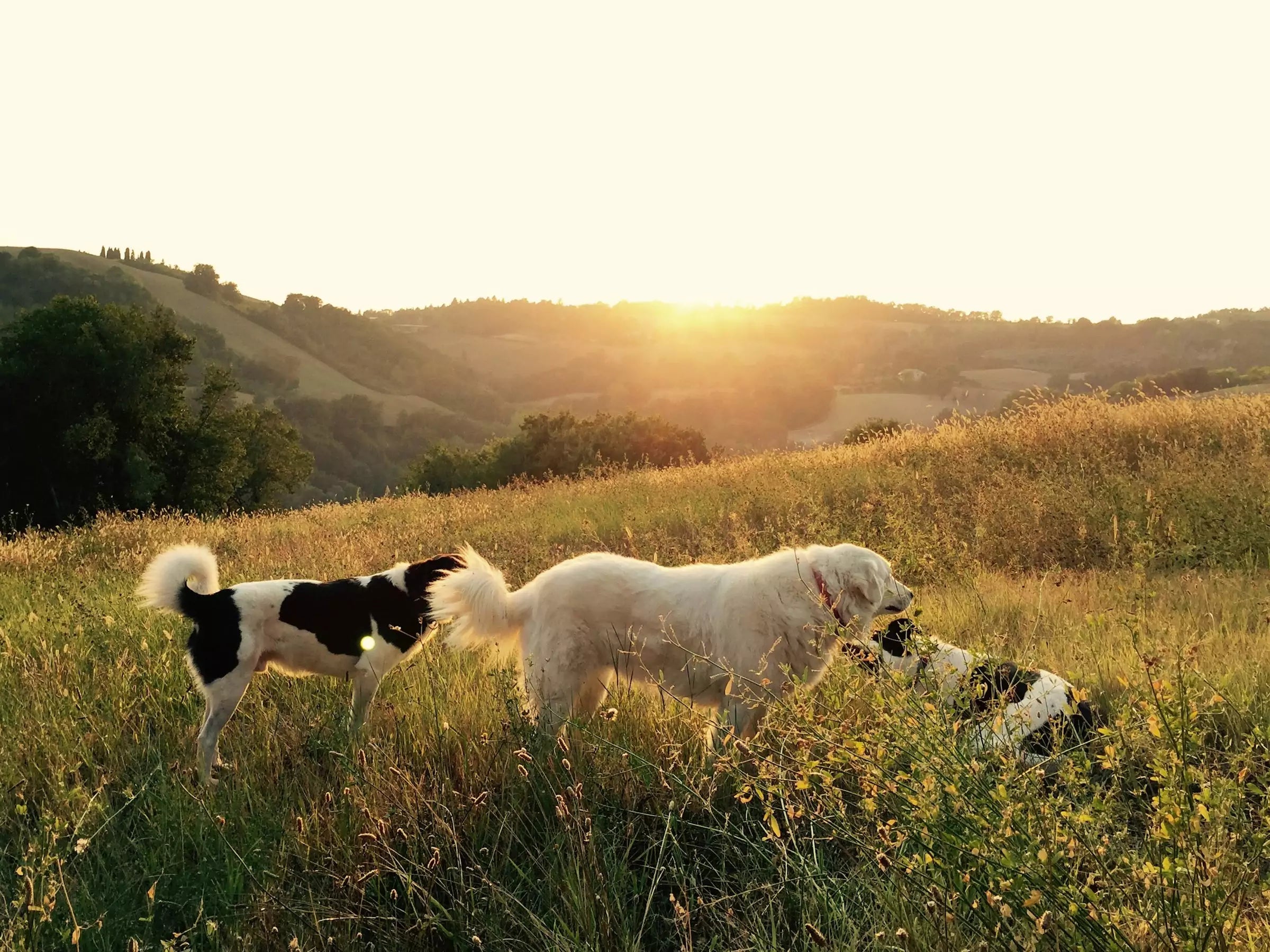 How Many Dogs Are There in the World Canine Culture