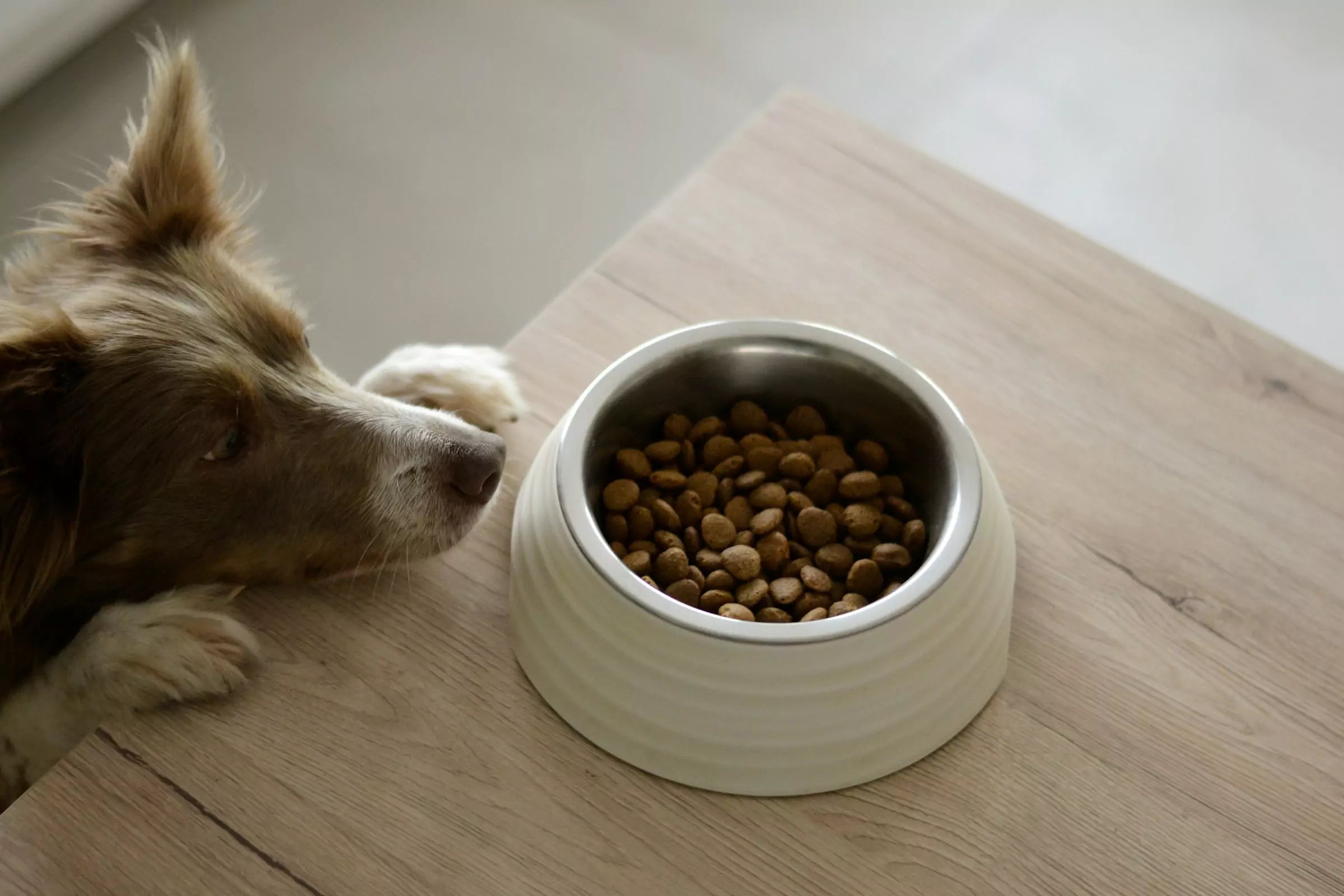 How Much Should I Feed My Dog Each Day?
