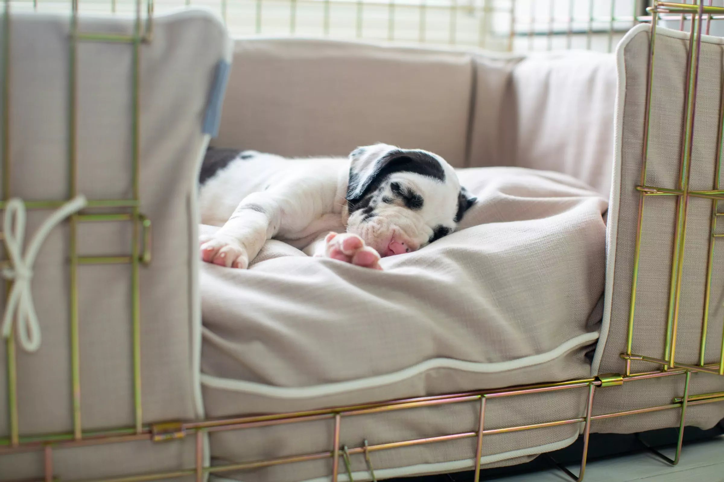 How Much Sleep Does a Puppy Really Need Canine Culture
