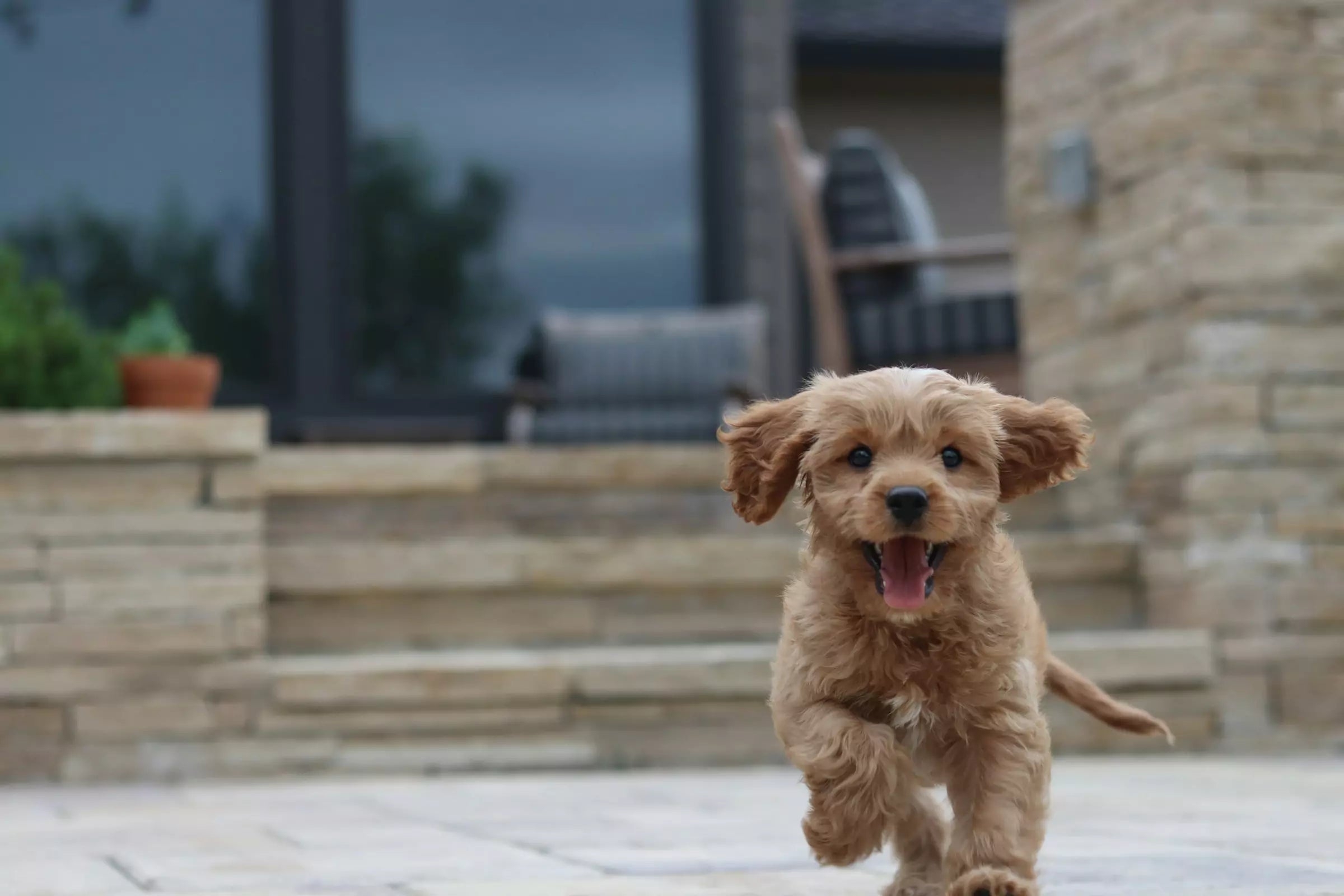 How To Introduce a New Dog