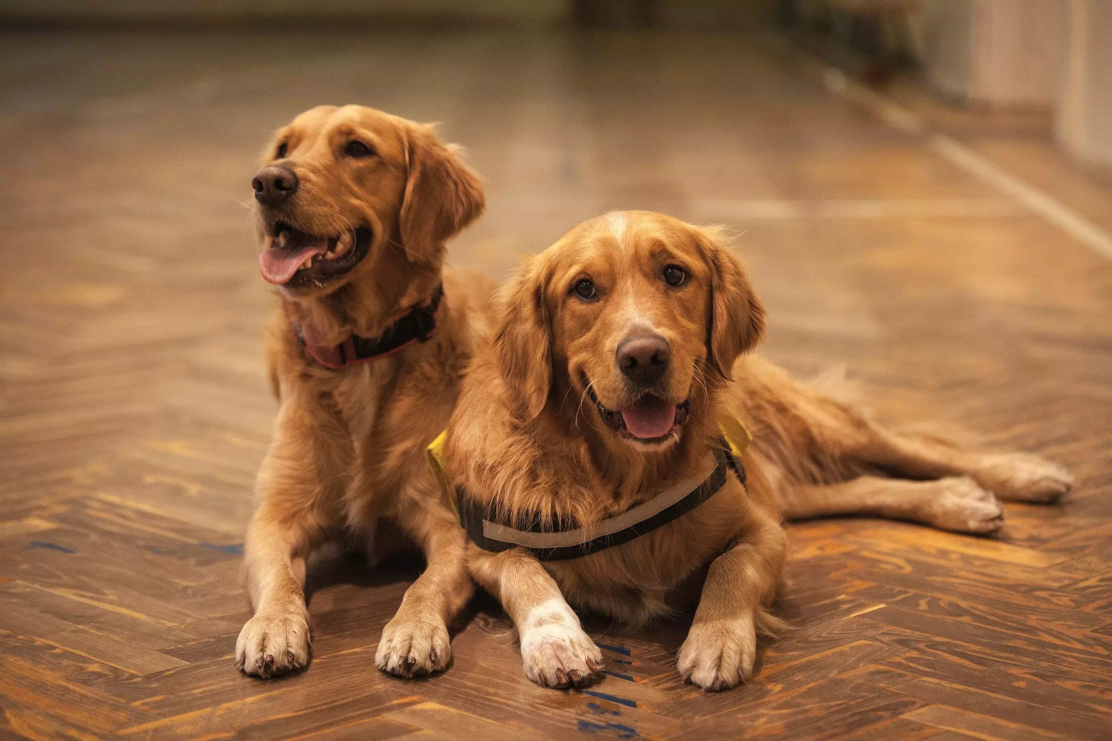 How to Help Your Dog Lose Weight Safely Canine Culture