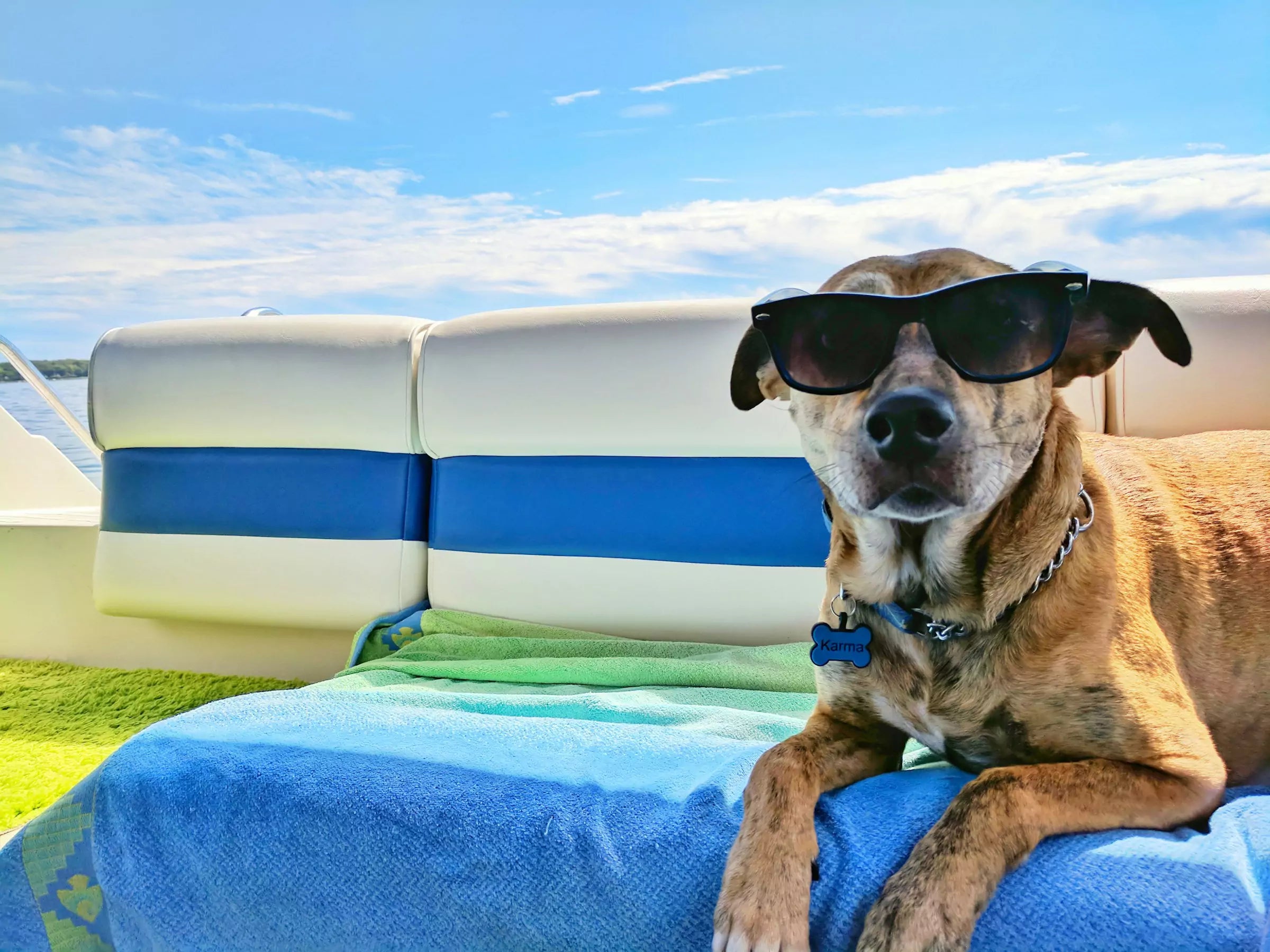 How to Keep Your Dog Cool This Summer