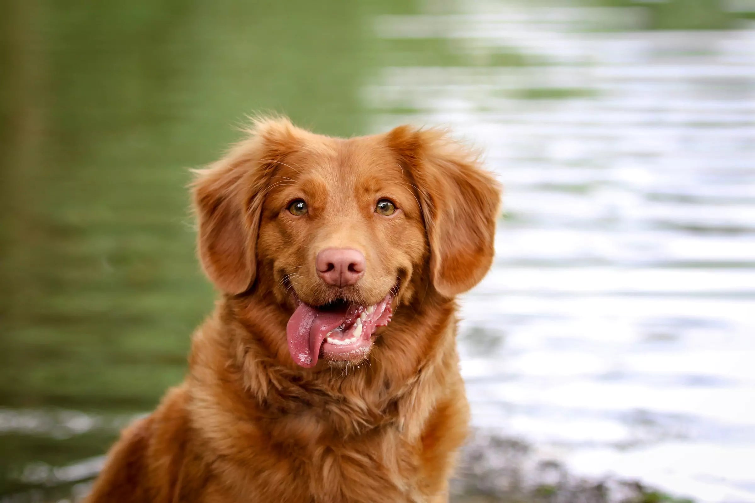 How to Keep Your Dog Mentally Stimulated Canine Culture