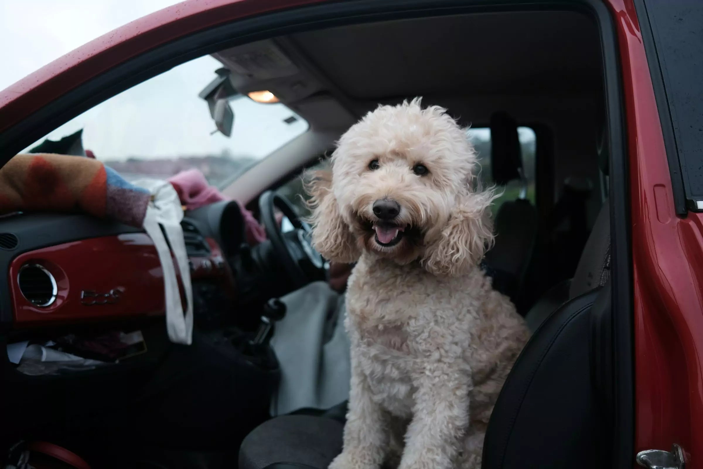 How to Travel with Your Dog Tips for a Stress-Free Trip