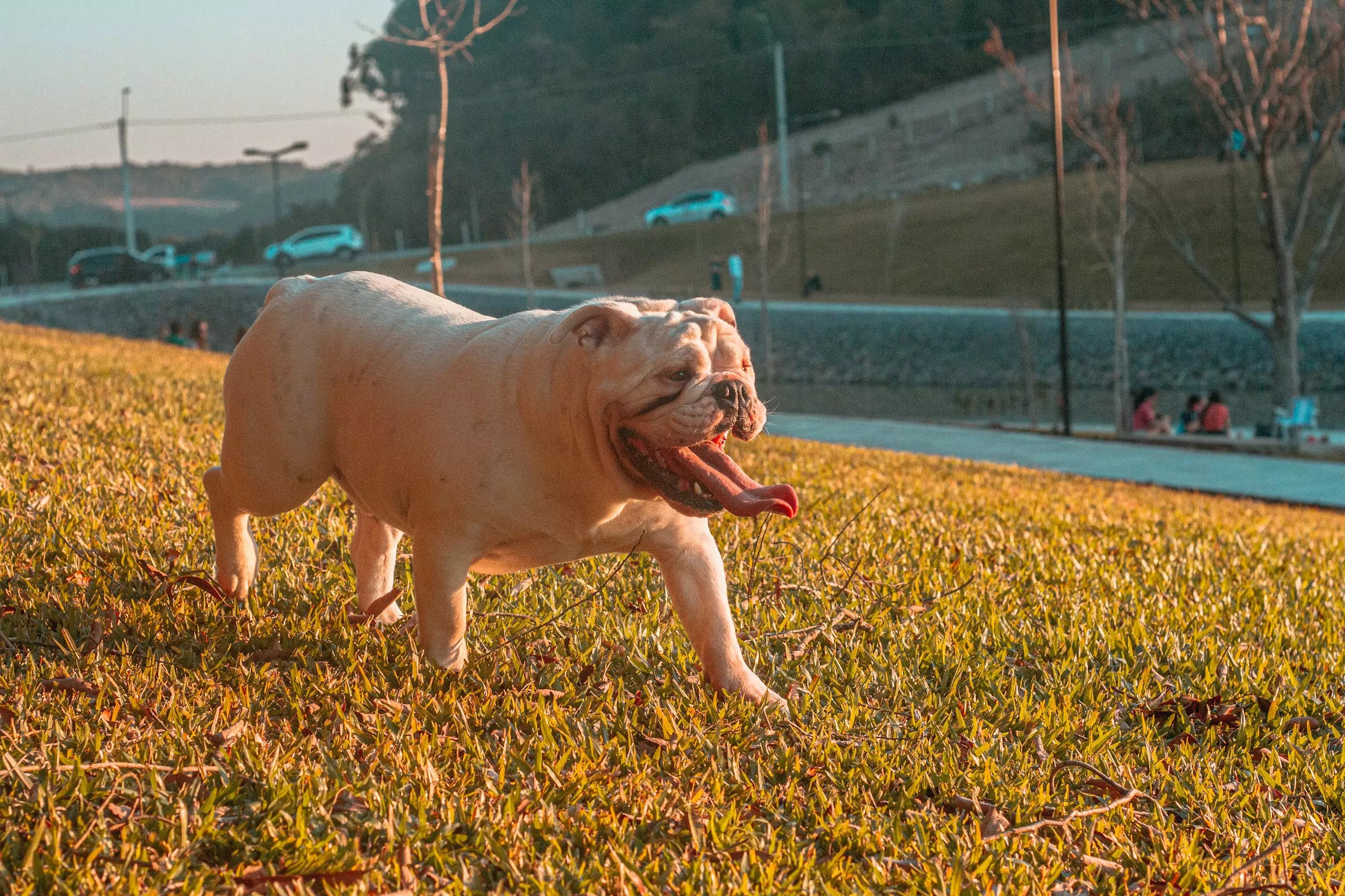 Is My Dog Overeating Canine Culture