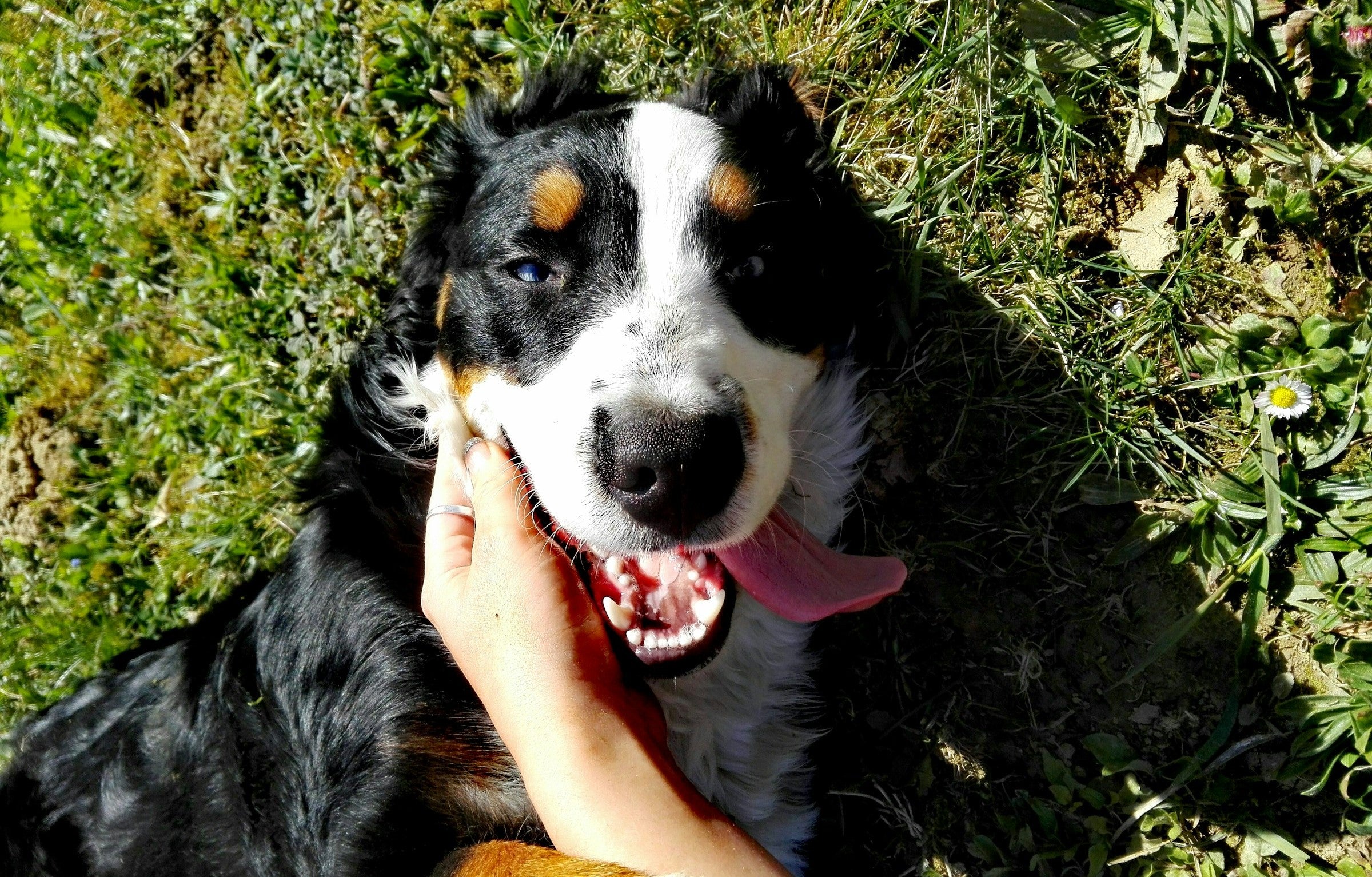 7 Tips to Manage Your Dog's Spring Shedding